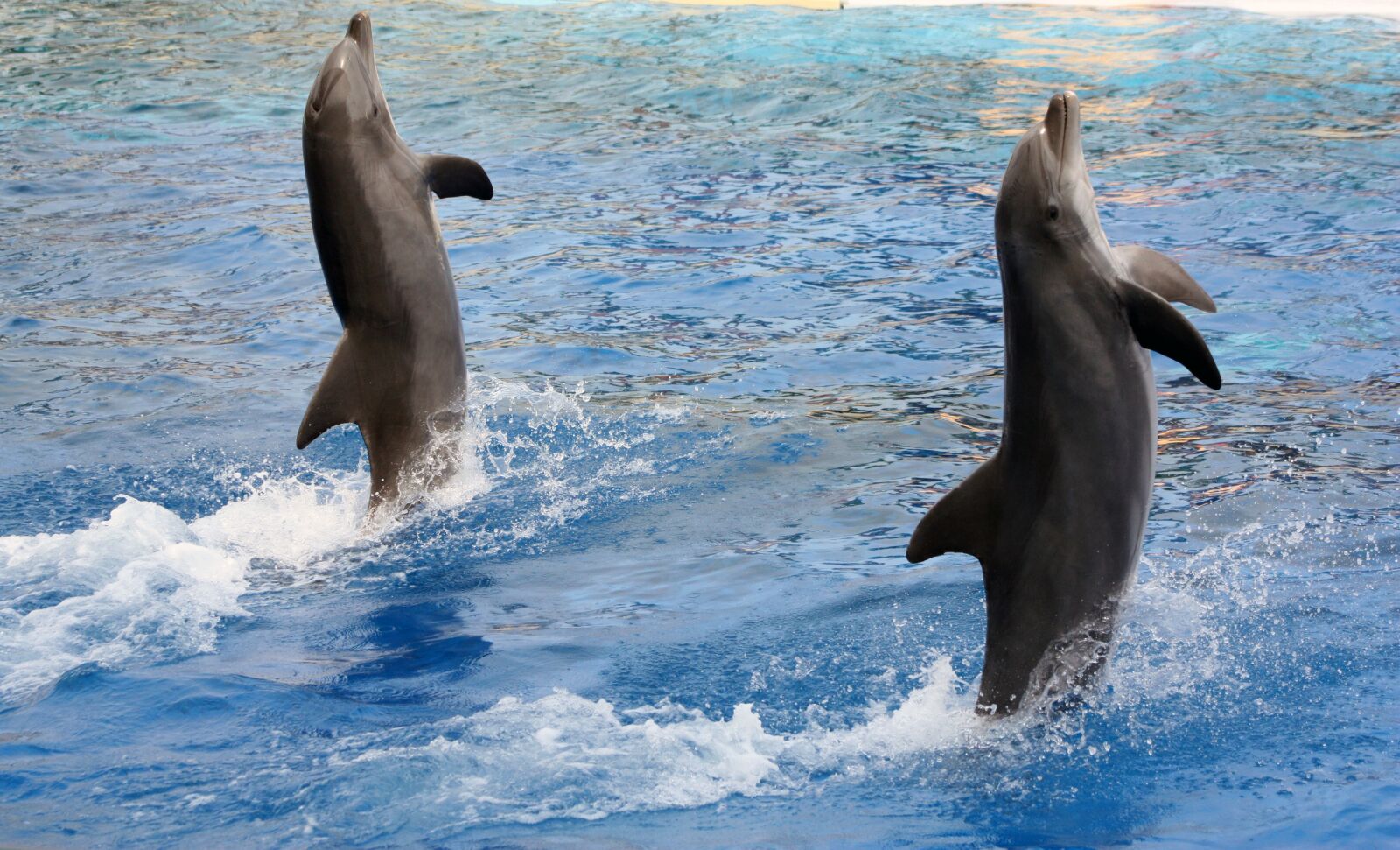 Canon EOS 450D (EOS Rebel XSi / EOS Kiss X2) sample photo. Dolphins, acrobatics, marineland photography