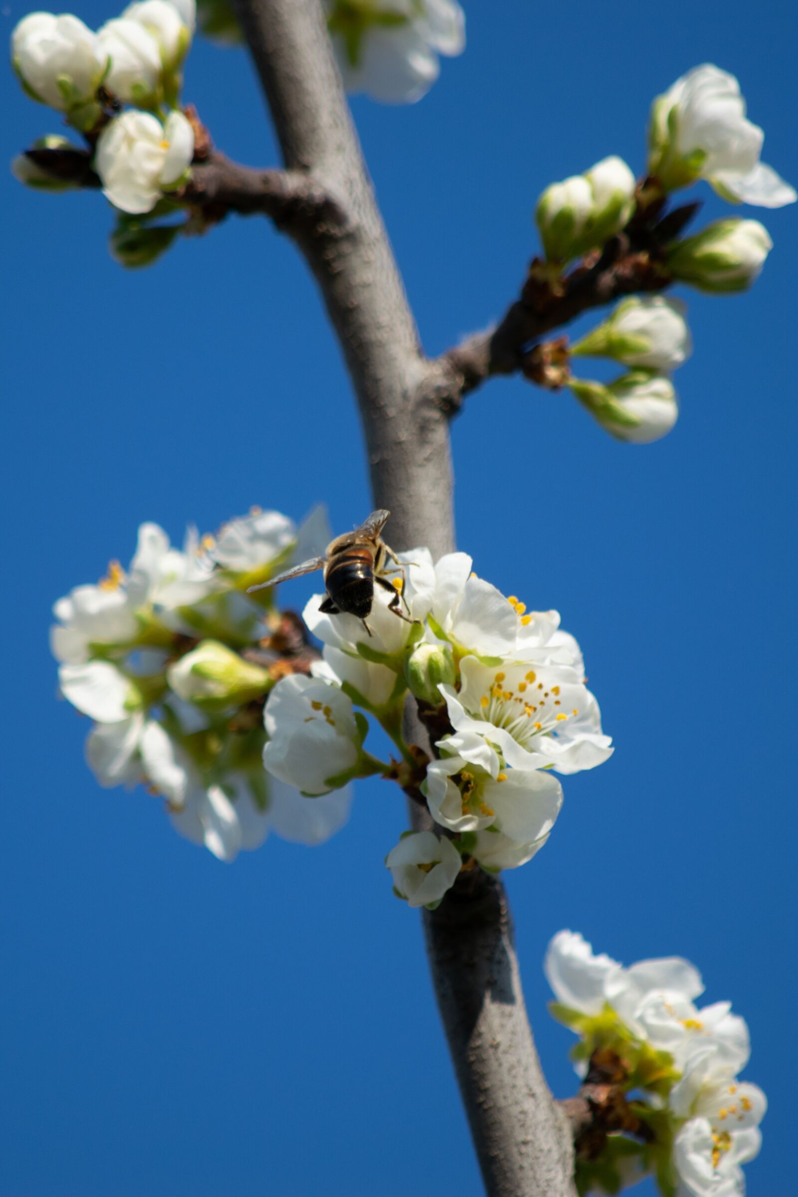 Nikon D3300 sample photo. Flower, nature, flowers photography
