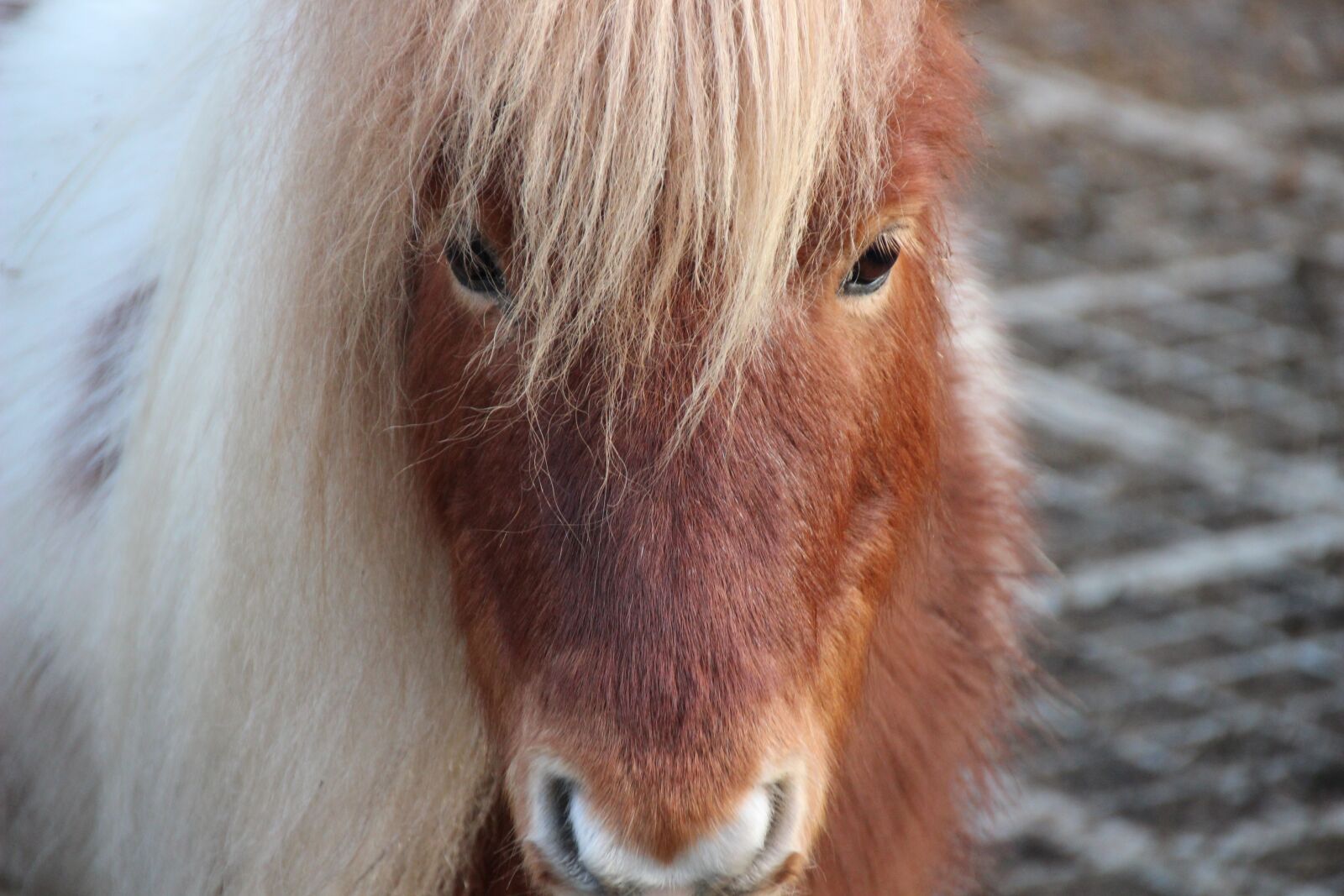 Canon EOS 600D (Rebel EOS T3i / EOS Kiss X5) sample photo. Pony, horse, horse head photography