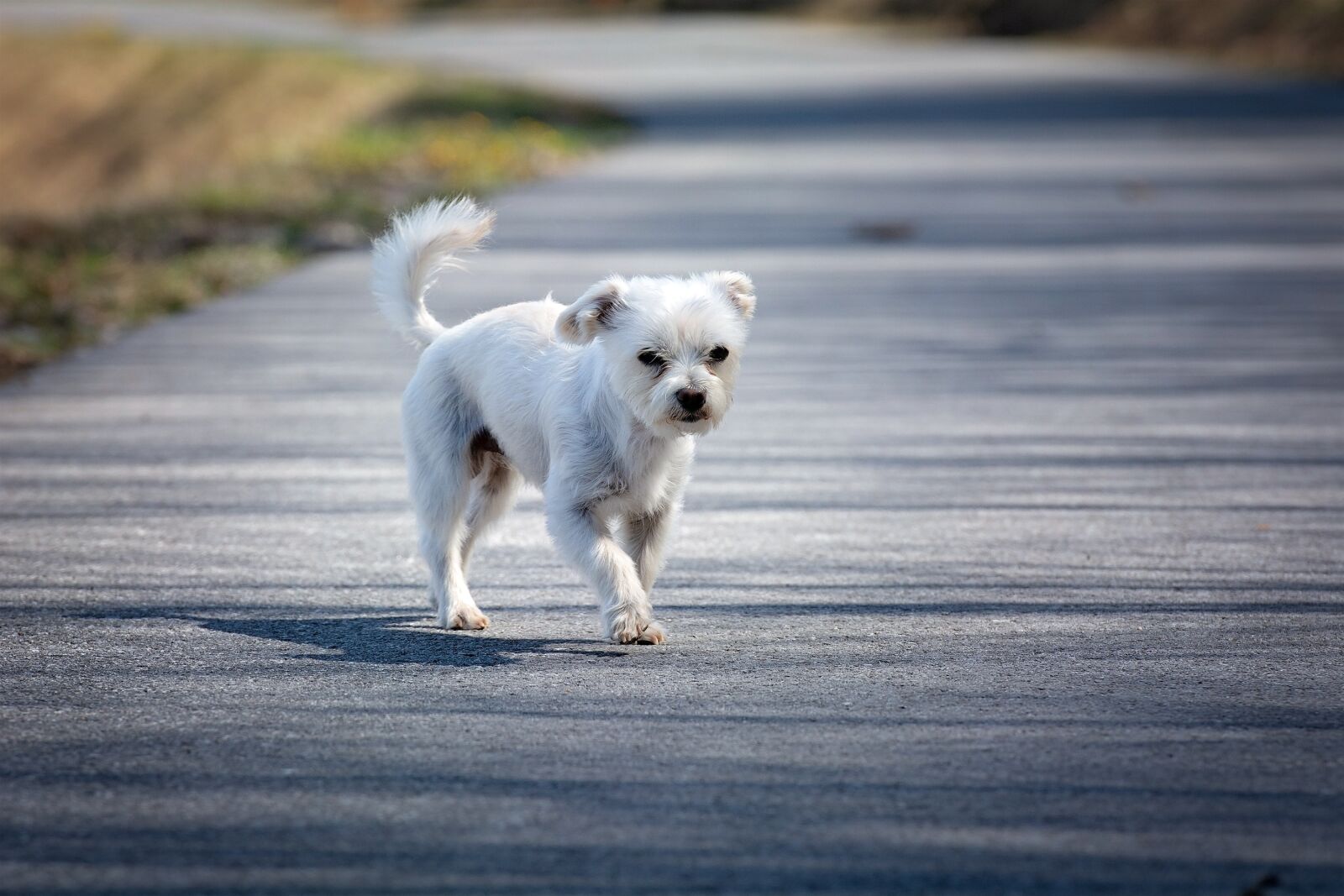 Nikon D7100 sample photo. Dog, white, out photography
