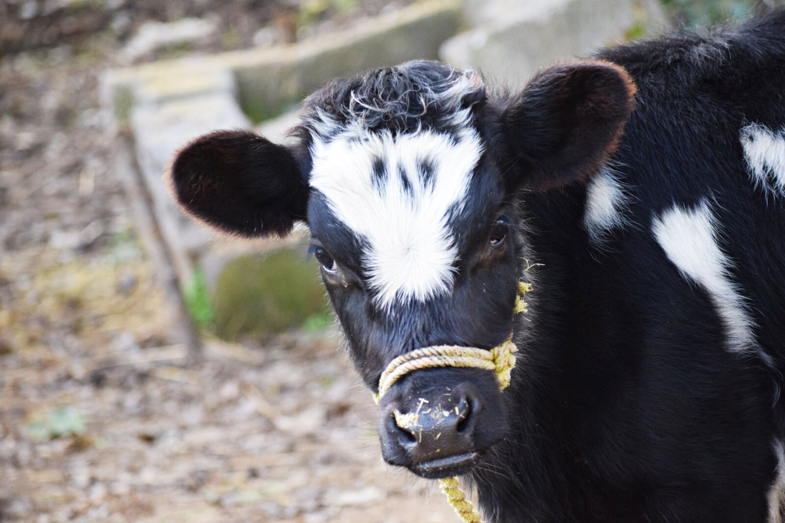 Nikon D3300 sample photo. Cow, calf, animal photography