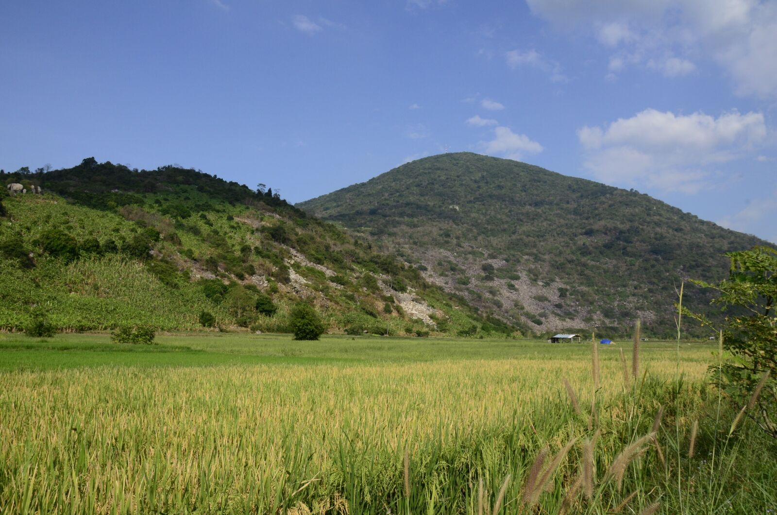 Nikon D5100 sample photo. Rice, farm, sky photography