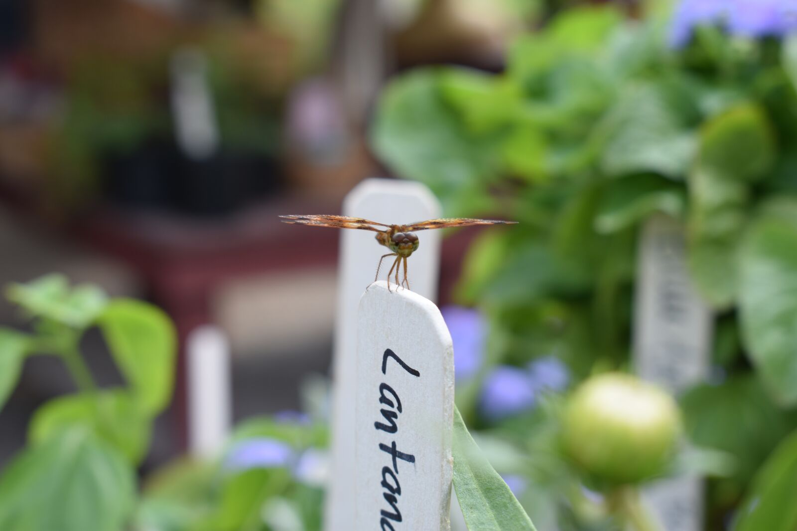 Nikon D3400 sample photo. Dragonfly, colonial williamsburg, nature photography