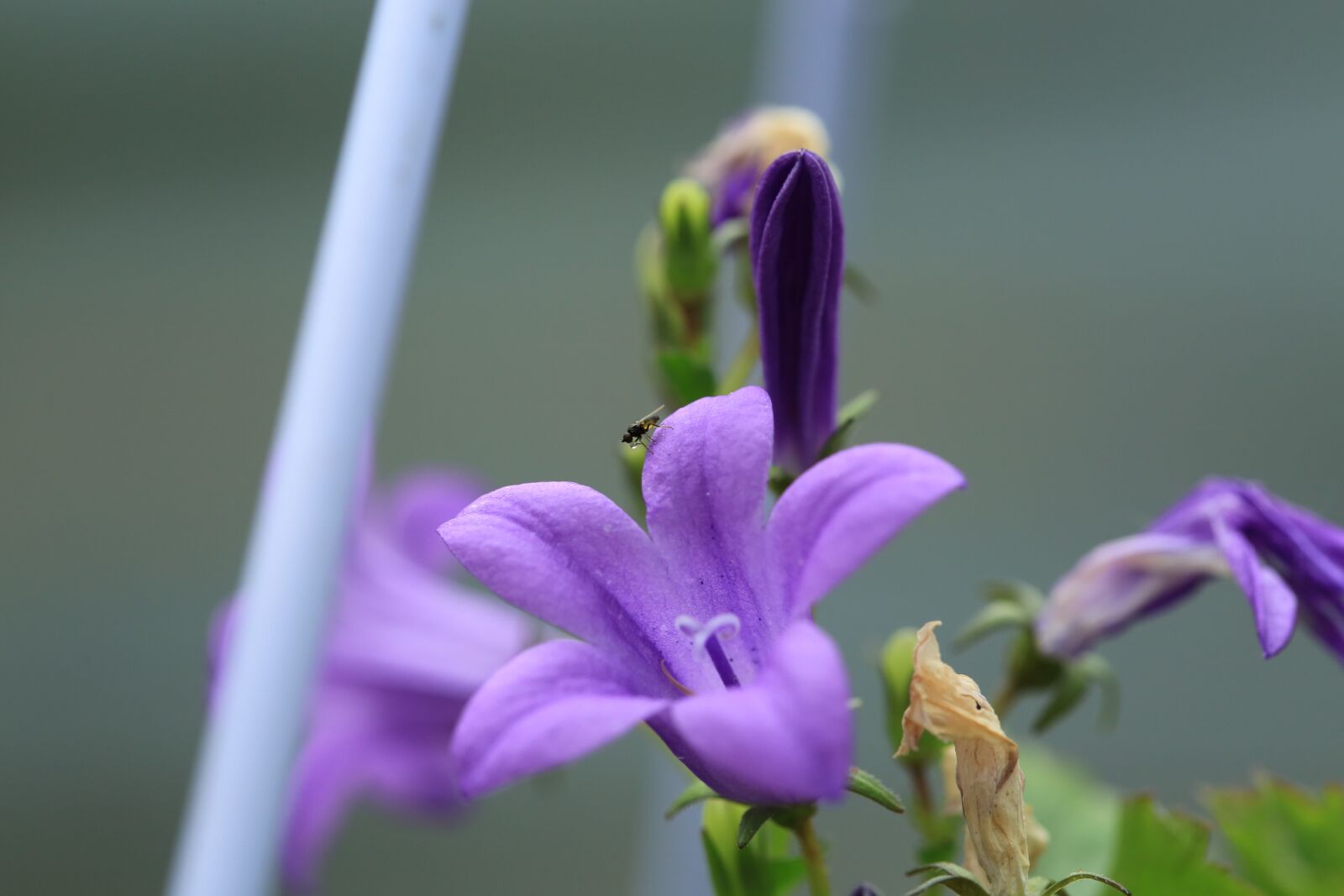 Canon EF 100mm F2.8L Macro IS USM sample photo. Flower, violet, blossom photography