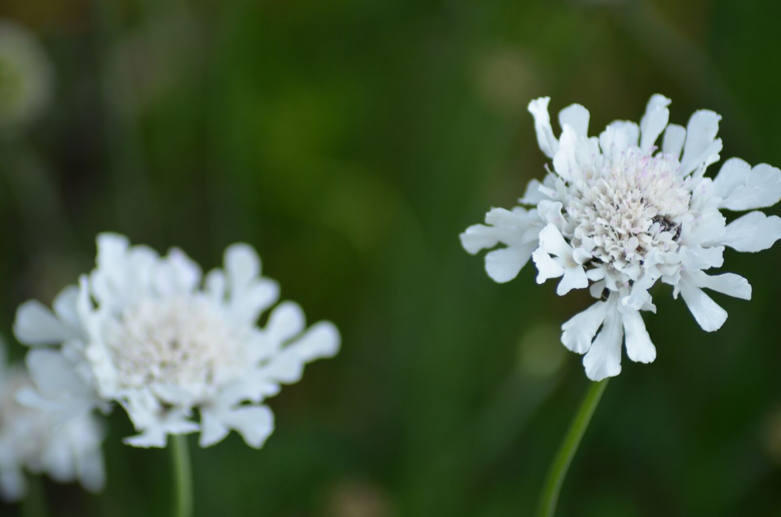 Nikon D5100 sample photo. Flower, blossom, bloom photography
