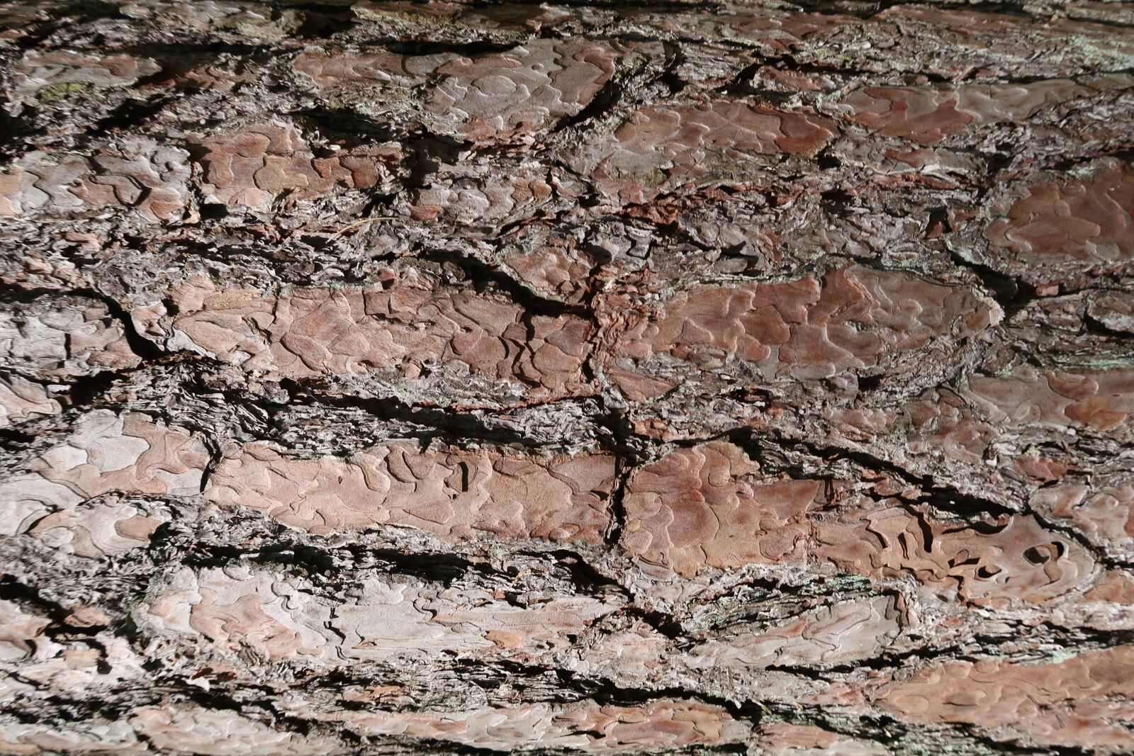 Canon PowerShot G7 X Mark II sample photo. Bark, tree, wood photography