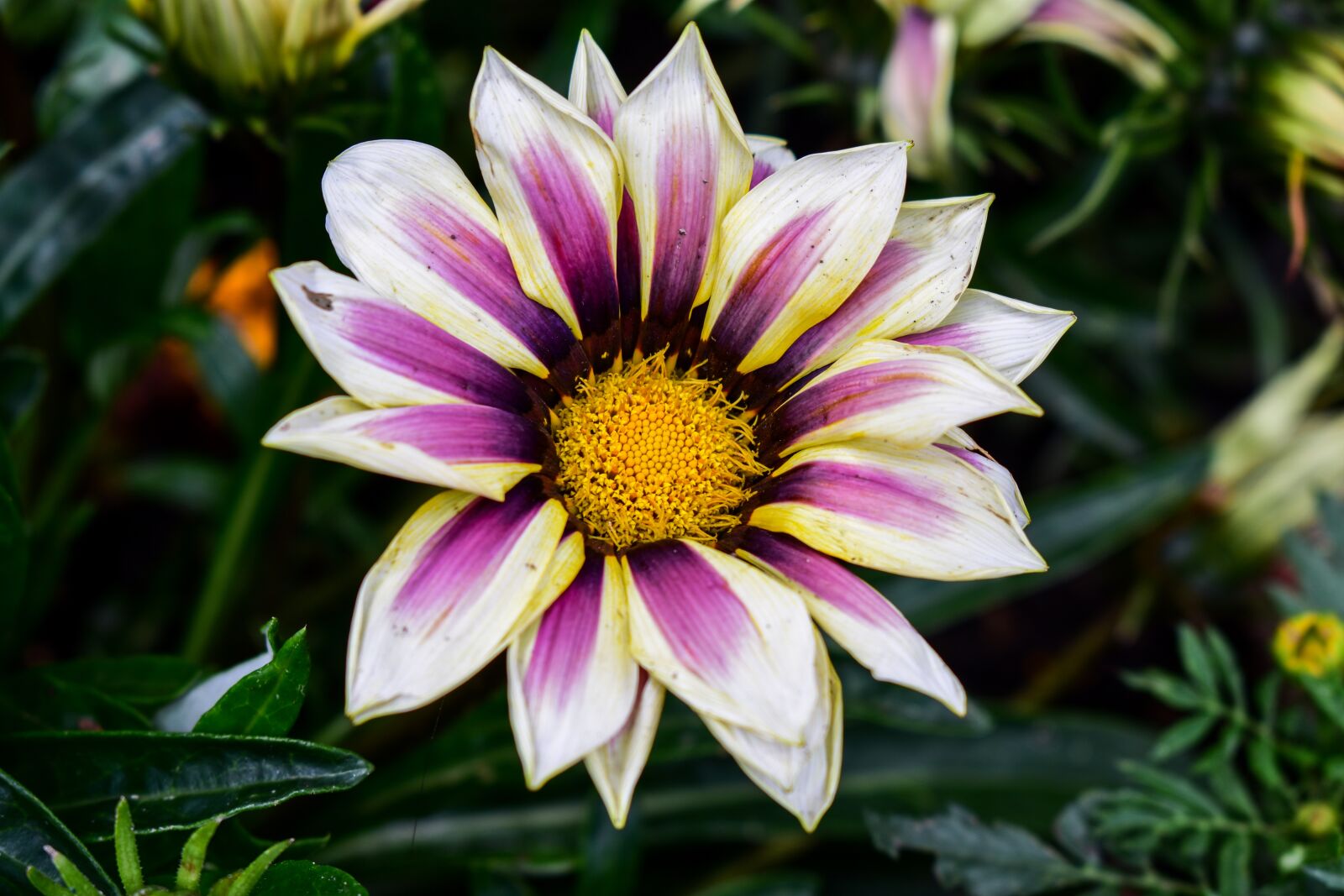 Nikon D3400 sample photo. Nature, flower, plant photography
