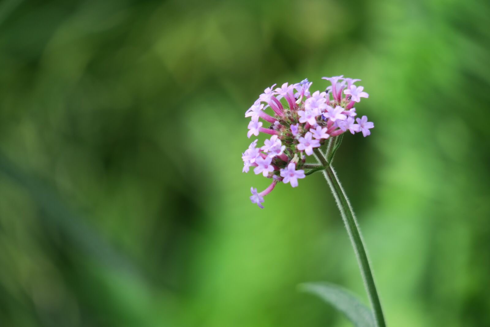 Canon PowerShot G3 X sample photo. Flower, plant, nature photography
