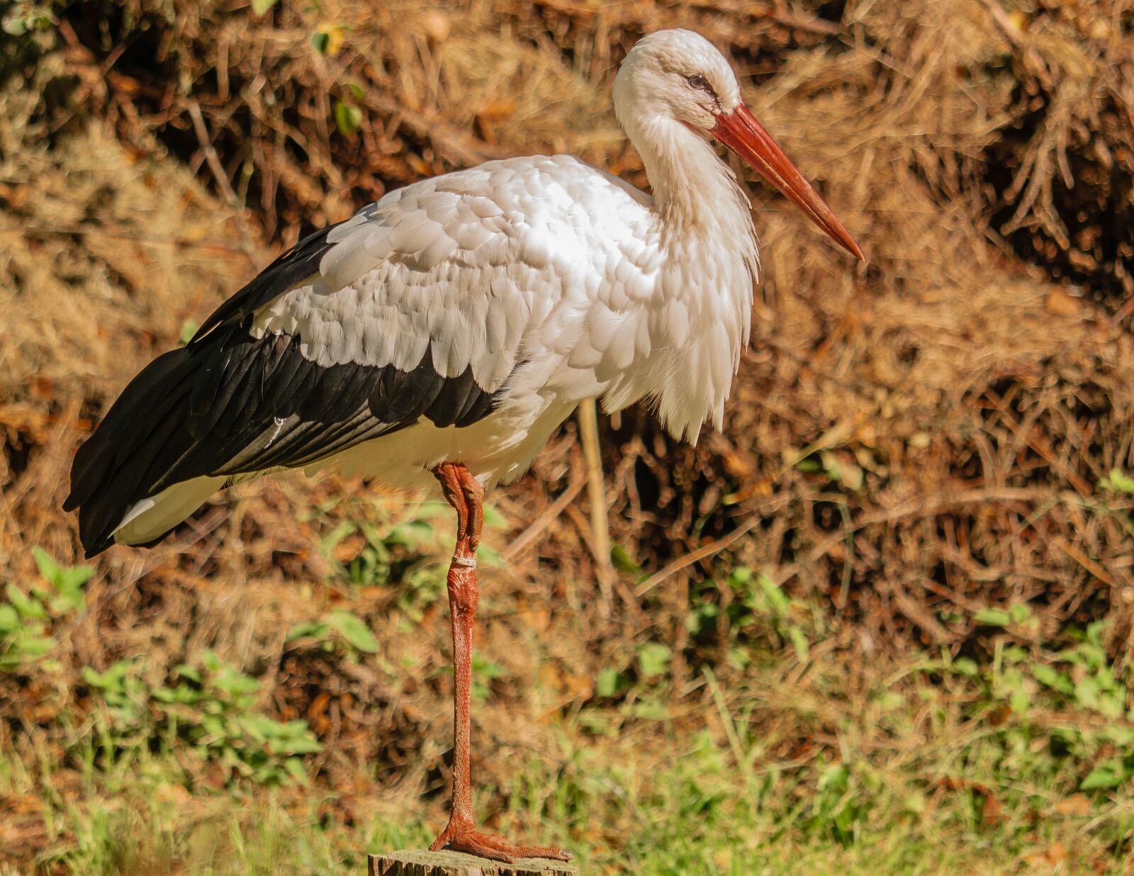 LUMIX G VARIO 100-300/F4.0-5.6II sample photo. Bird, stork, plumage photography