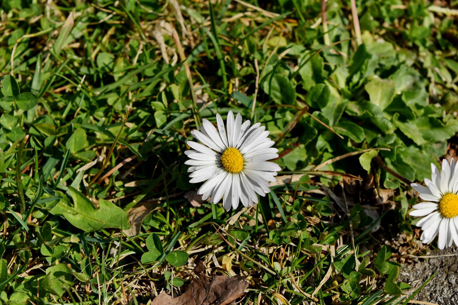 Nikon D5500 sample photo. Herb, plant, blossom, nature photography
