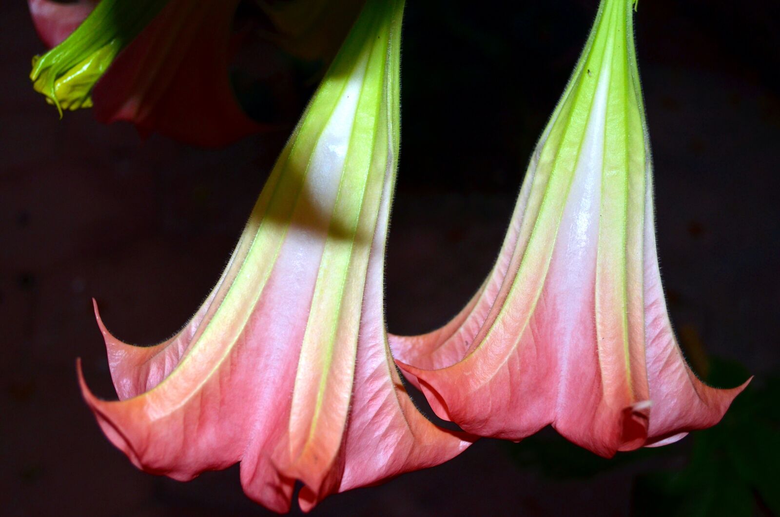 Nikon D5100 sample photo. Bells, flowers, jimson weed photography