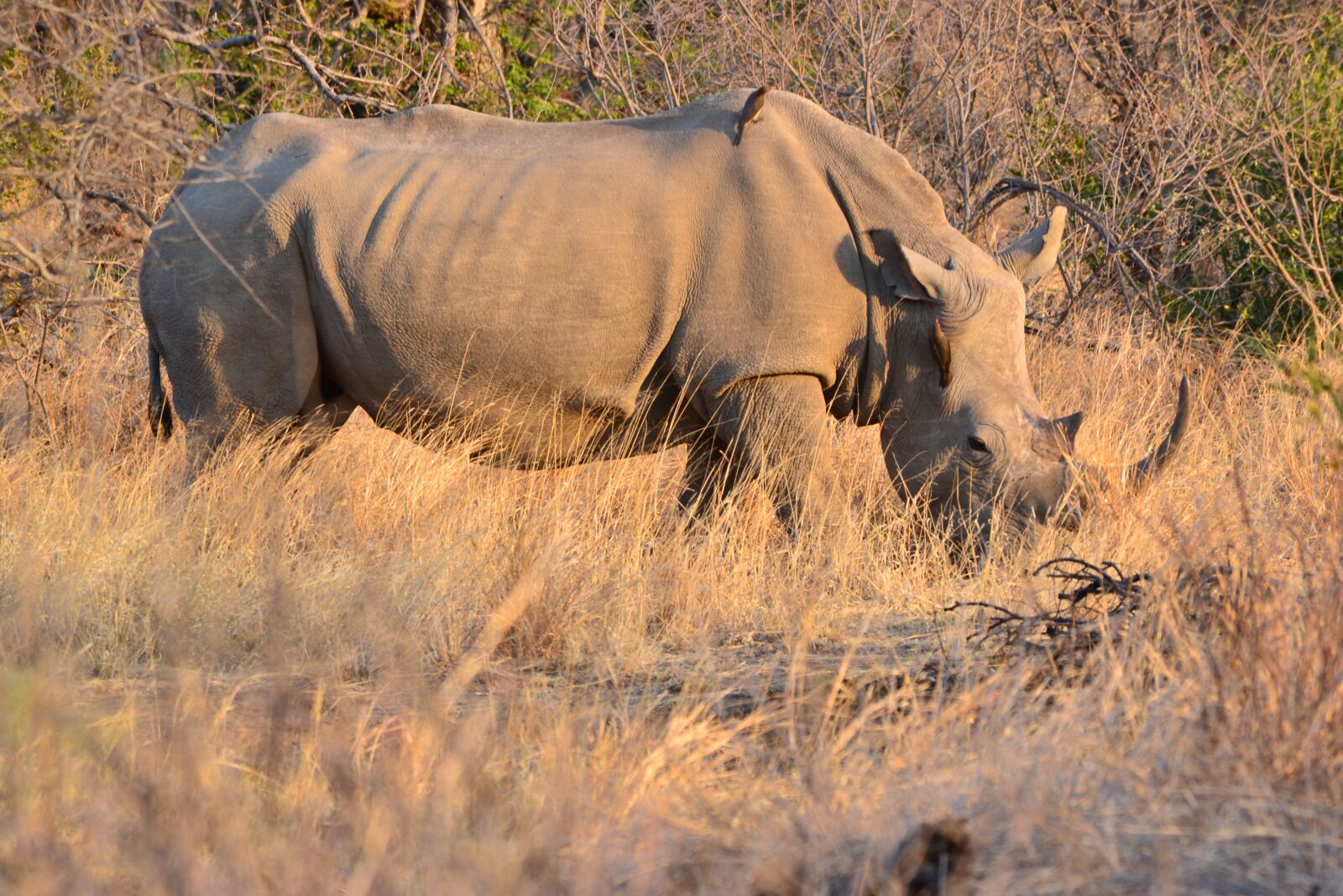 Nikon D3100 sample photo. Rhino, nature, wildlife photography