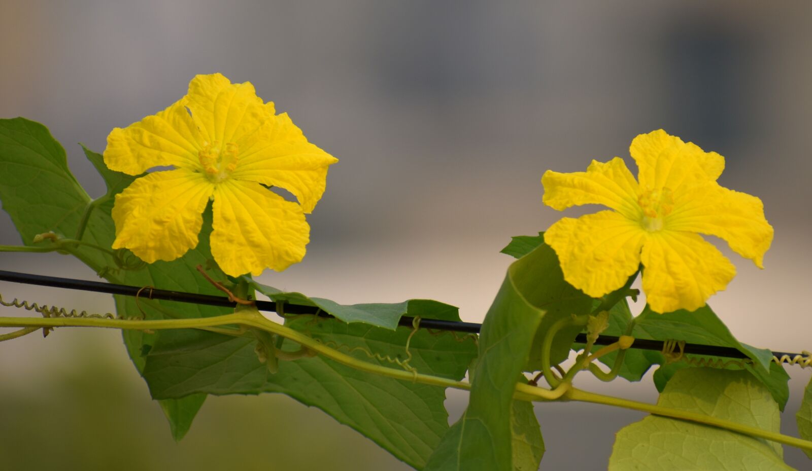 Nikon D5600 sample photo. Pair, yellow flowers, ridge photography