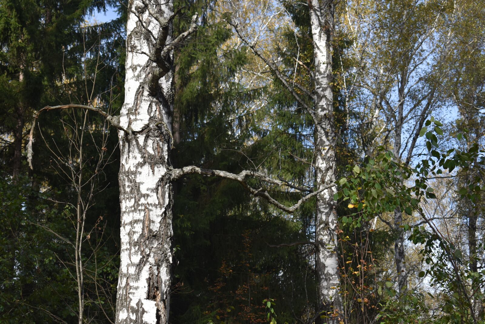 Nikon D3400 sample photo. Forest, autumn, birch photography