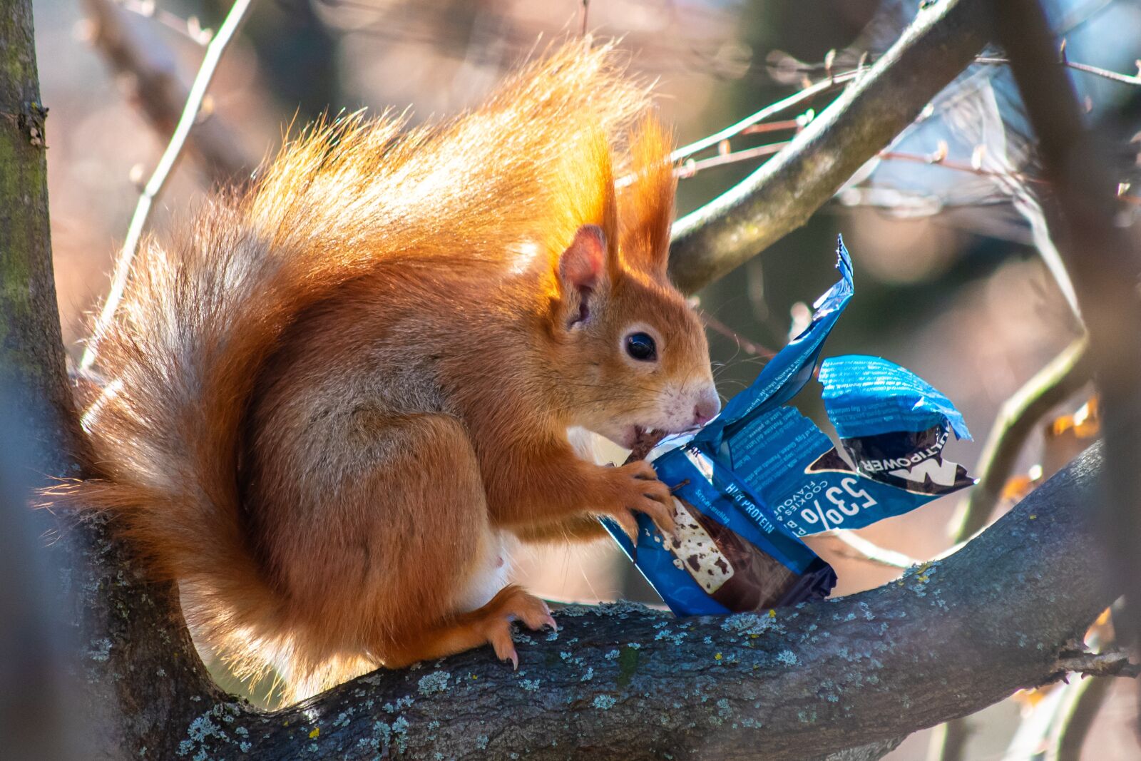 Nikon D3400 sample photo. Squirrel, chocolate, sugar photography