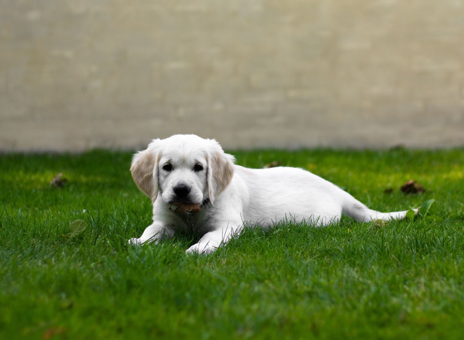 Canon EOS 1100D (EOS Rebel T3 / EOS Kiss X50) + Canon EF 50mm F1.8 II sample photo. Dog, pets, expensive photography