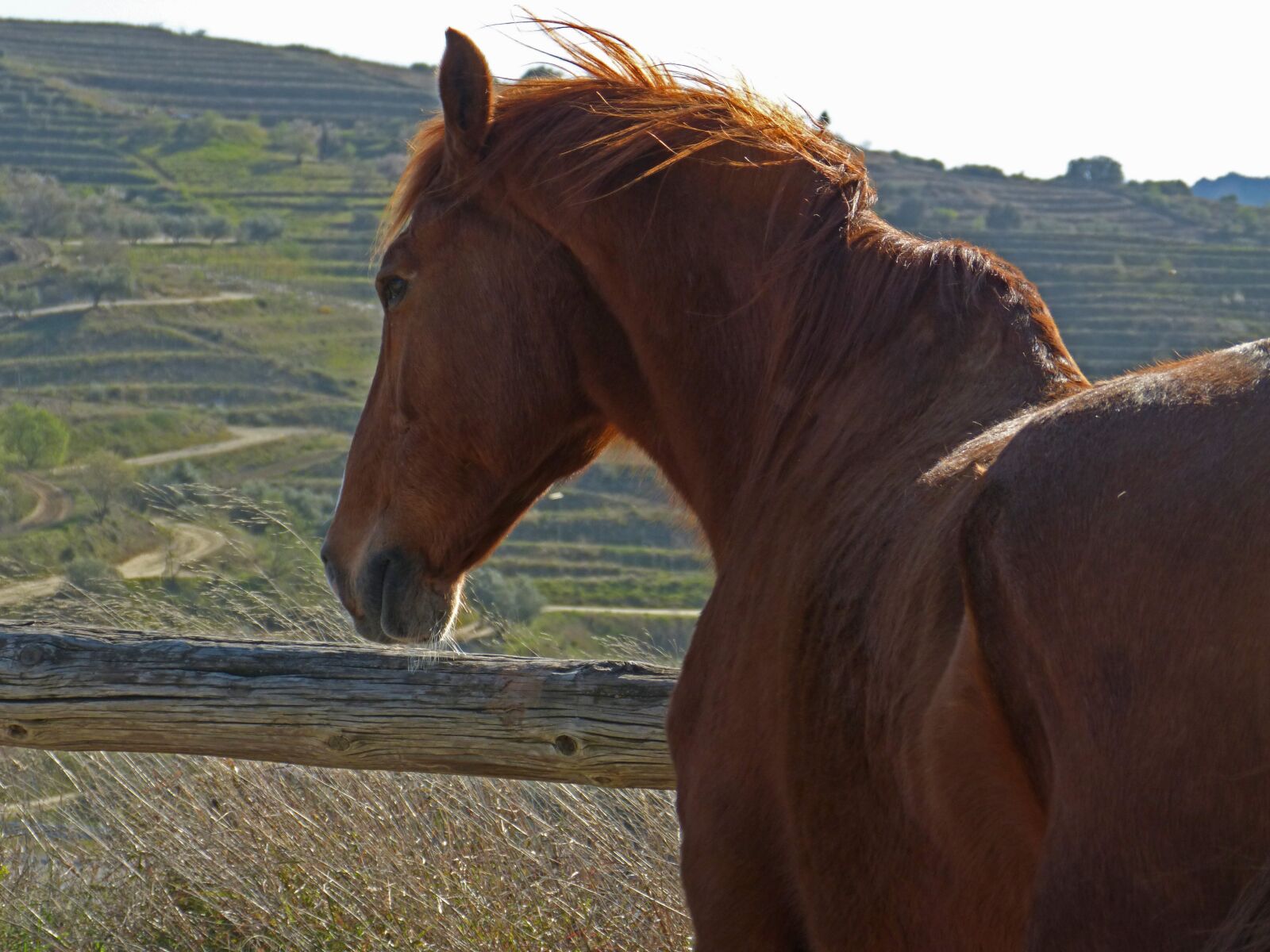 Panasonic DMC-FZ62 sample photo. Horse, close, wind photography