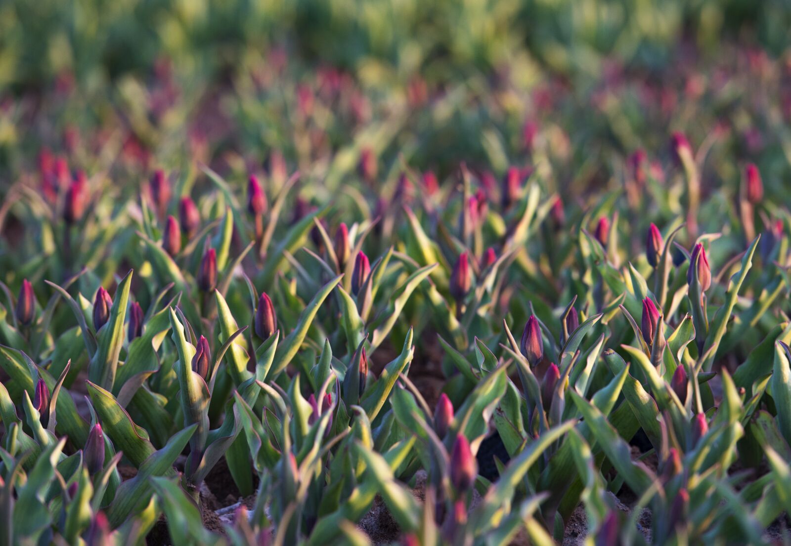 Nikon D750 sample photo. Tulip flowers, the pods photography
