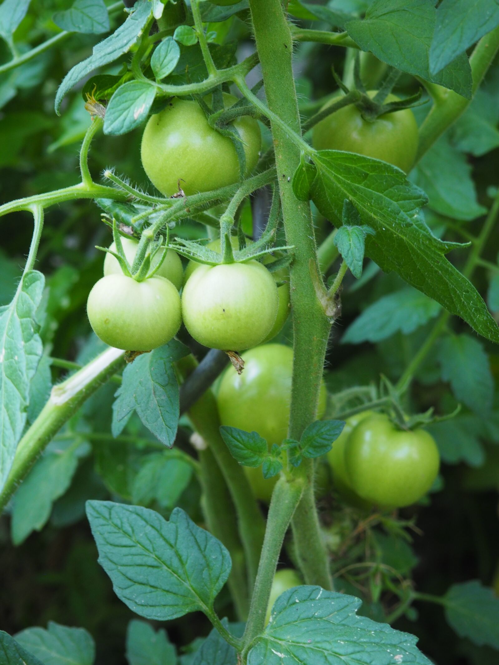Olympus OM-D E-M10 sample photo. Tomato, immature, green photography