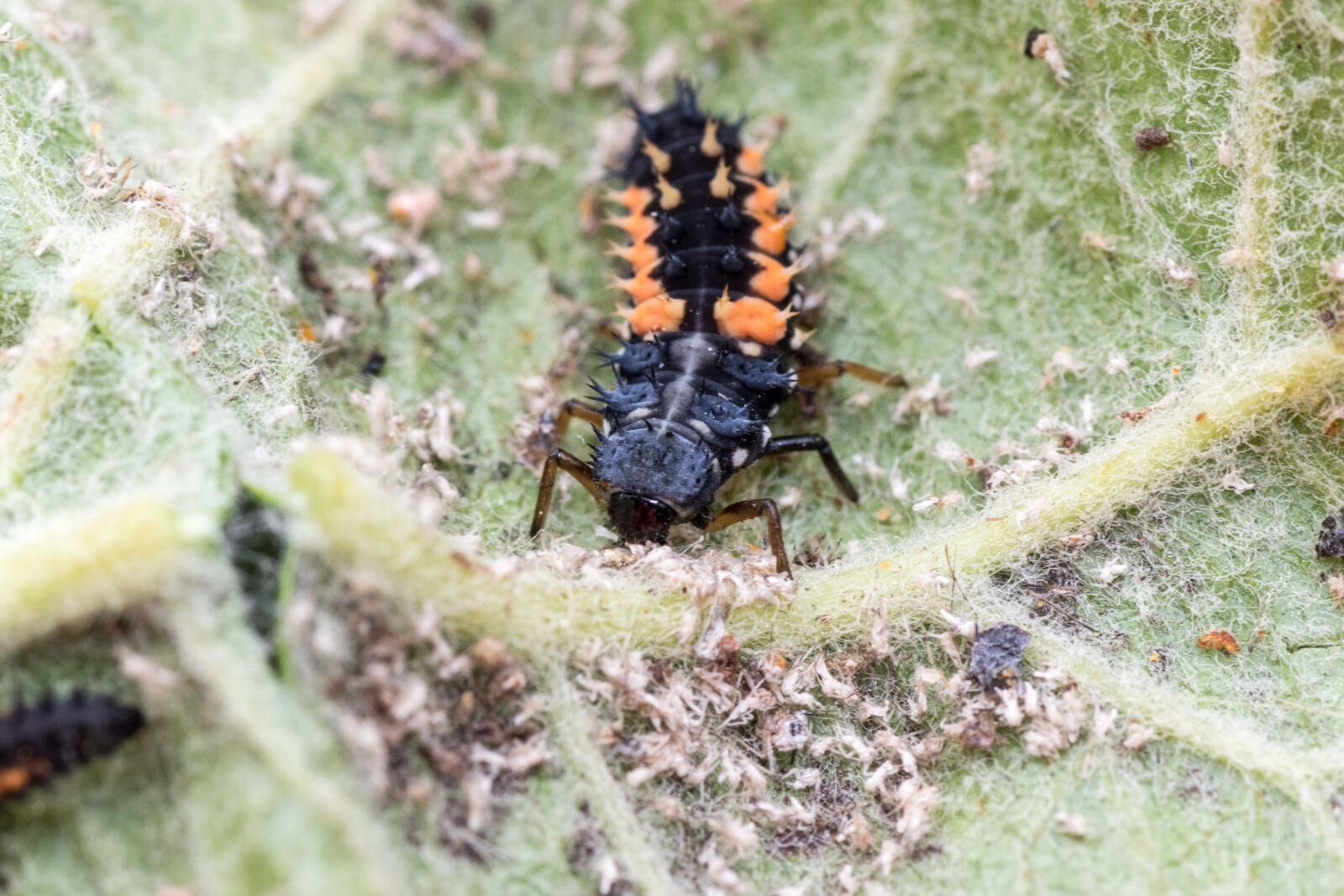 Canon EOS 7D Mark II sample photo. Marienk fer larva, macro photography