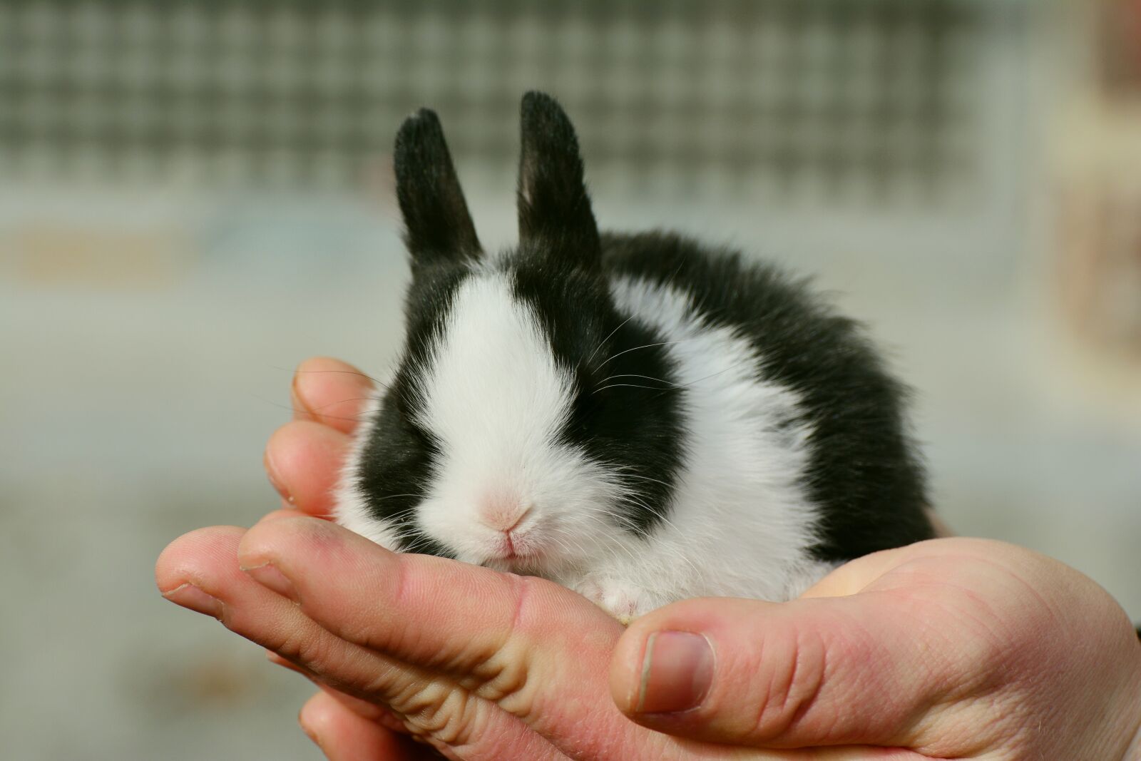 Nikon D5200 sample photo. Hare, bunny, cute photography