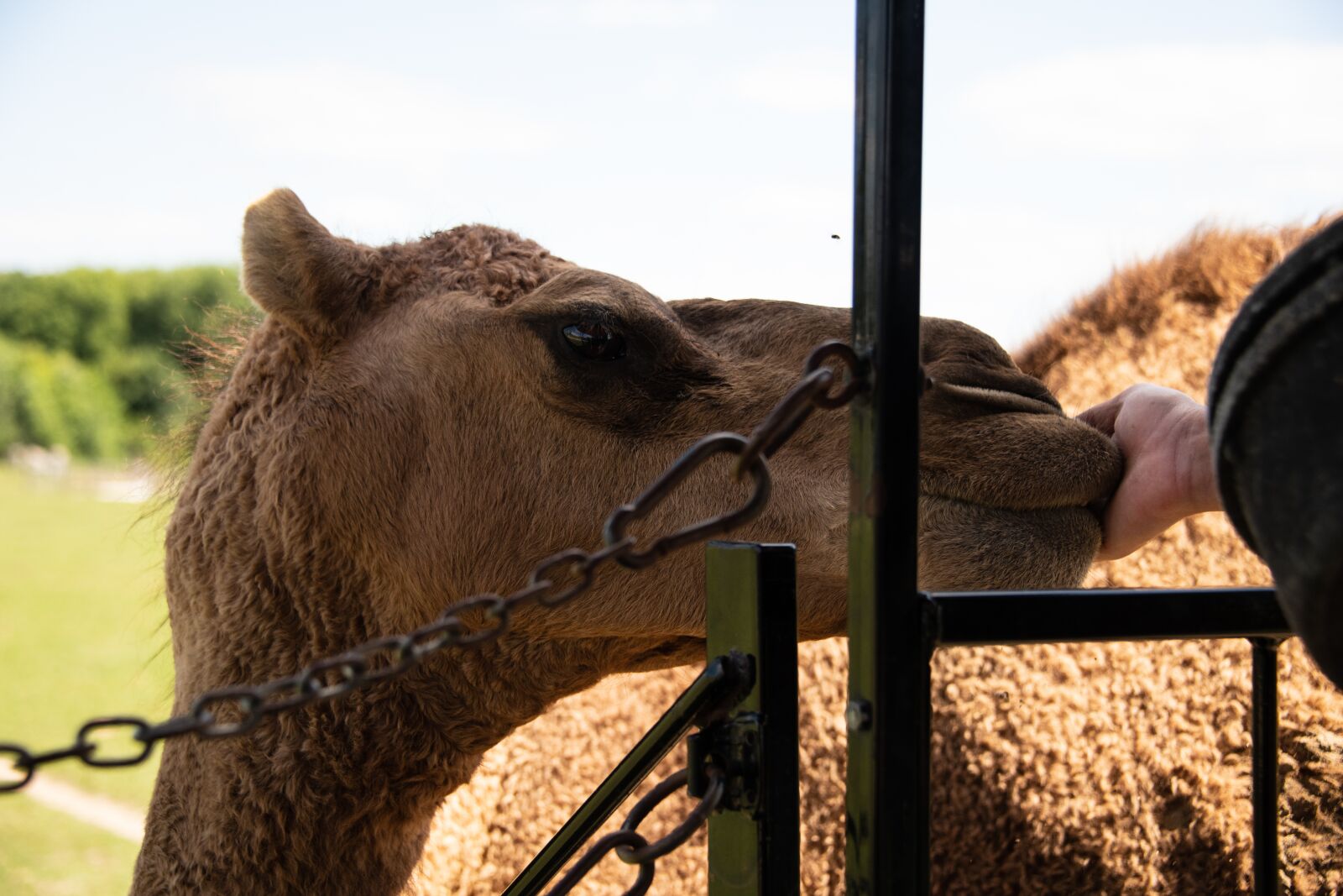 Nikon D850 sample photo. Camel, zoo, petting photography