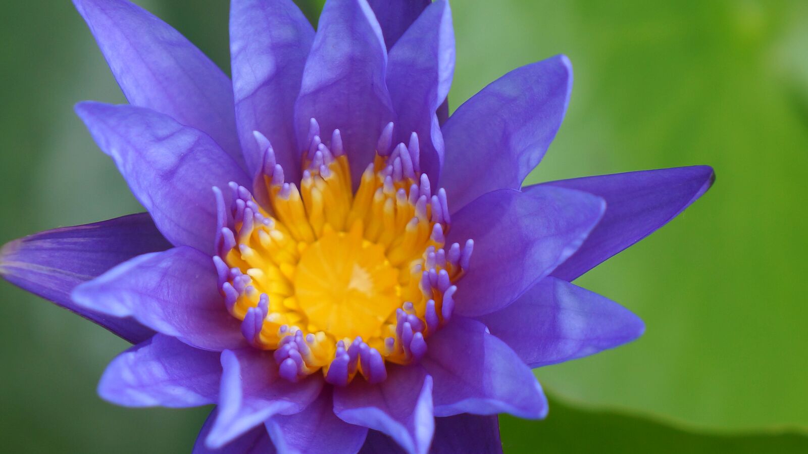 Sony Alpha NEX-F3 + Sony E 18-55mm F3.5-5.6 OSS sample photo. Natural, lily, blue purple photography