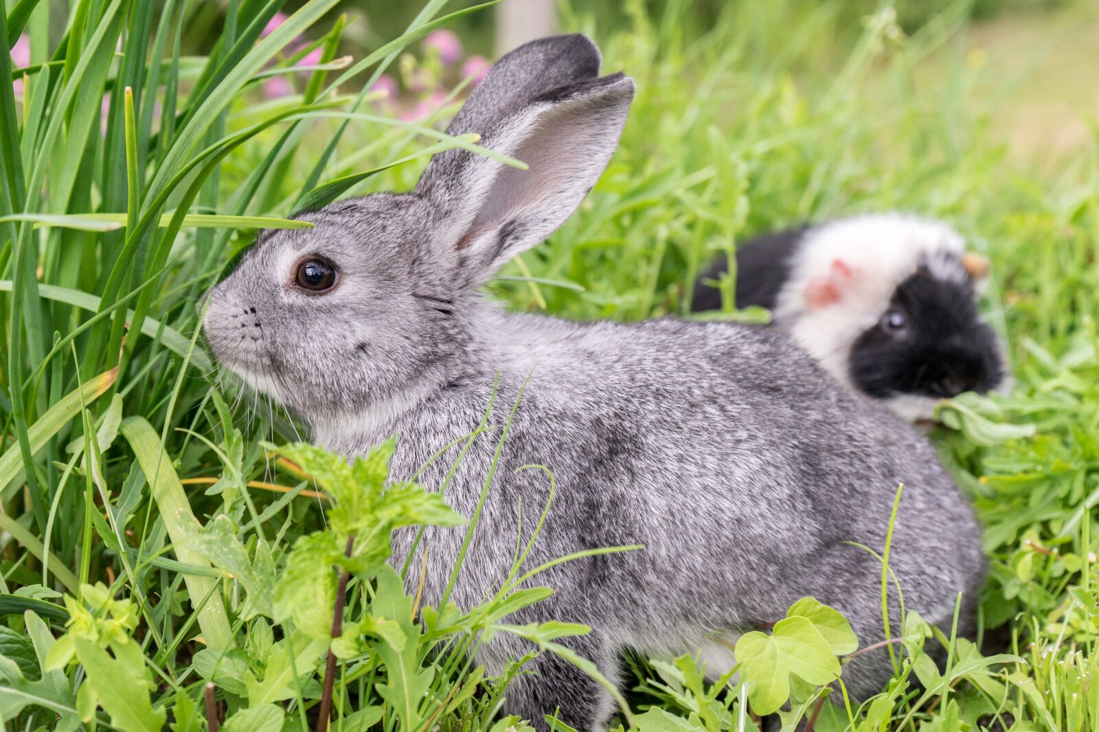 Sony a7 II + Sony FE 28-70mm F3.5-5.6 OSS sample photo. Rabbit, guinea pig, pet photography