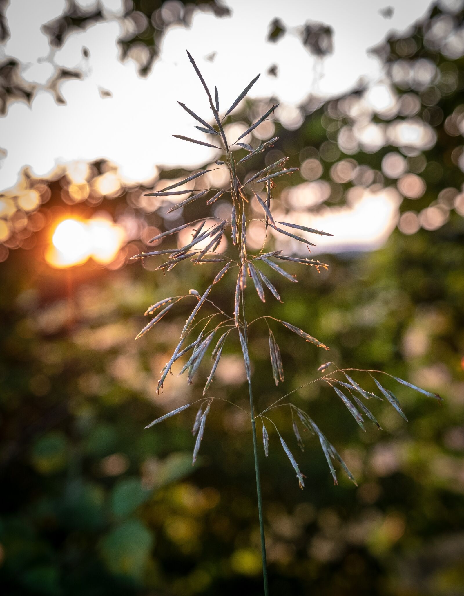 Fujifilm X-T2 sample photo. Grass, blade of grass photography