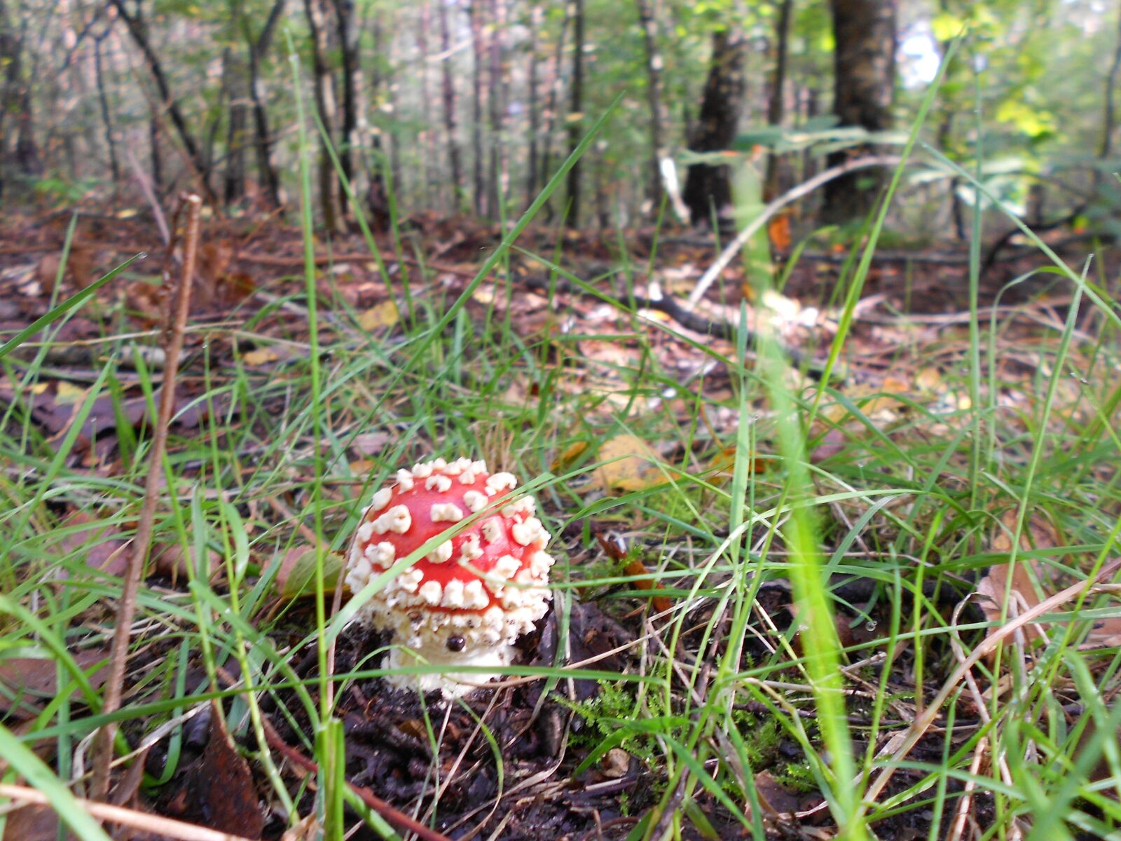 Nikon Coolpix S3100 sample photo. Fungus, autumn, forest photography