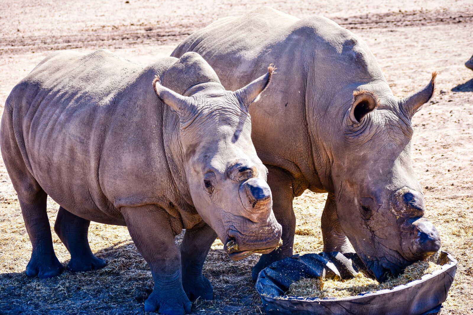 Nikon D5500 sample photo. Rhino, mammal, animal photography