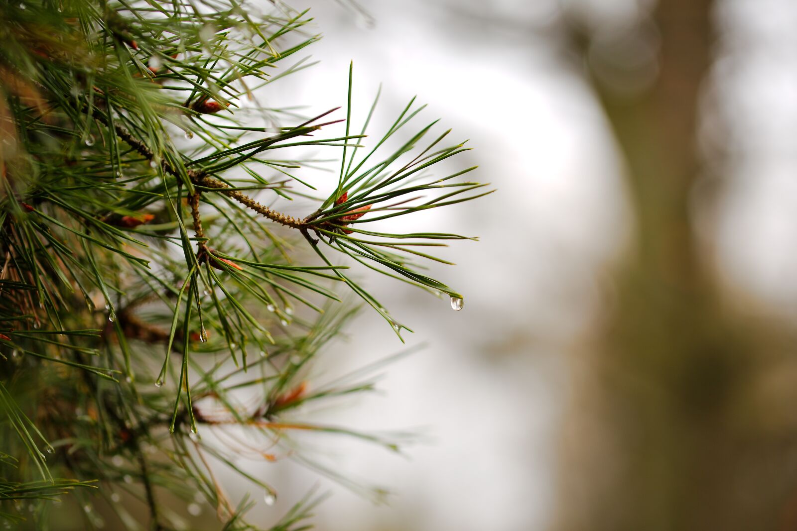 Canon EOS 6D sample photo. Needle, nature, pine photography