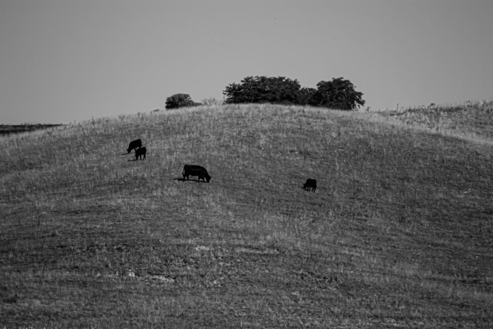 EF75-300mm f/4-5.6 sample photo. Black and white, cows photography
