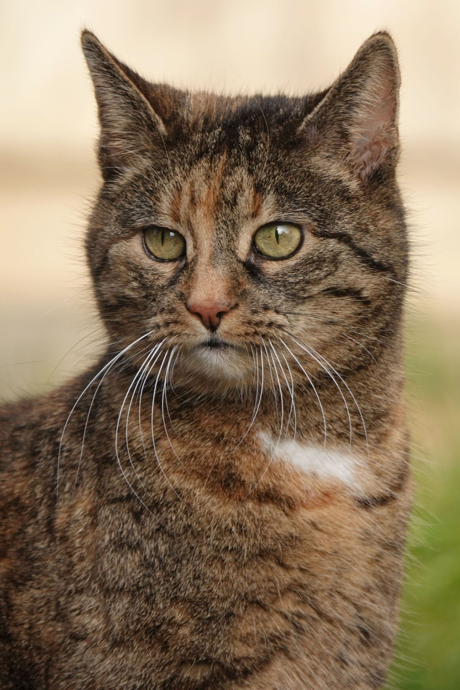 Sony Cyber-shot DSC-RX10 IV sample photo. Cat, view, close up photography