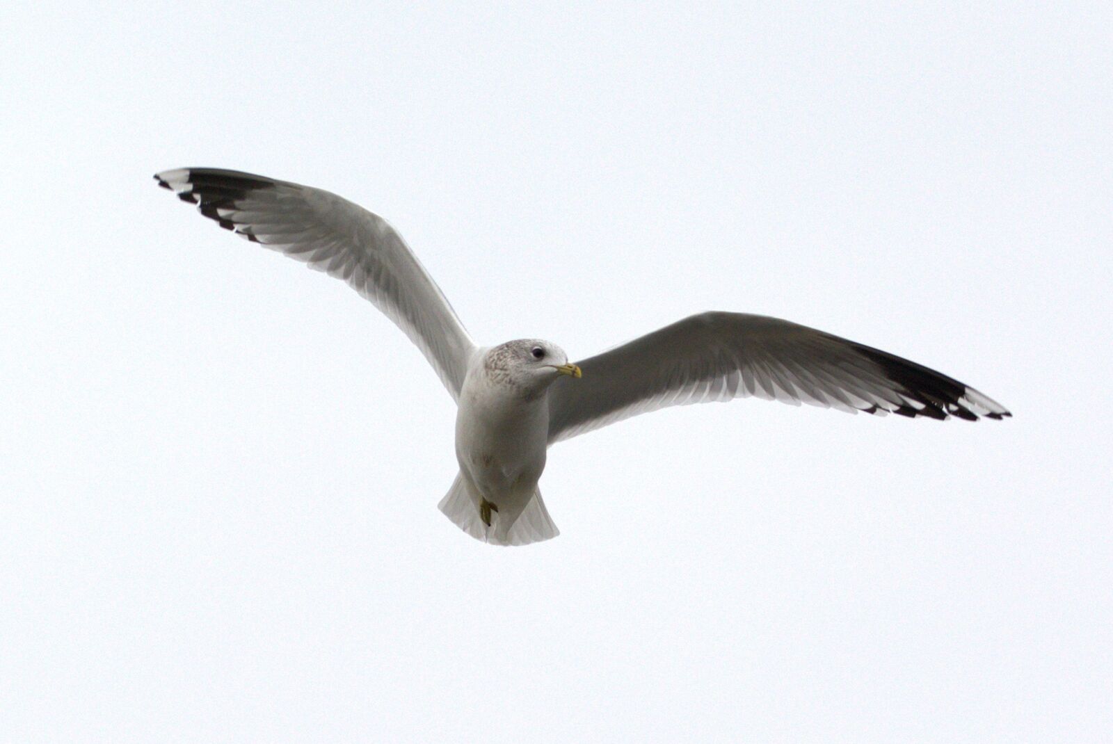 Nikon D5200 sample photo. Herring gull, seagull, larus photography