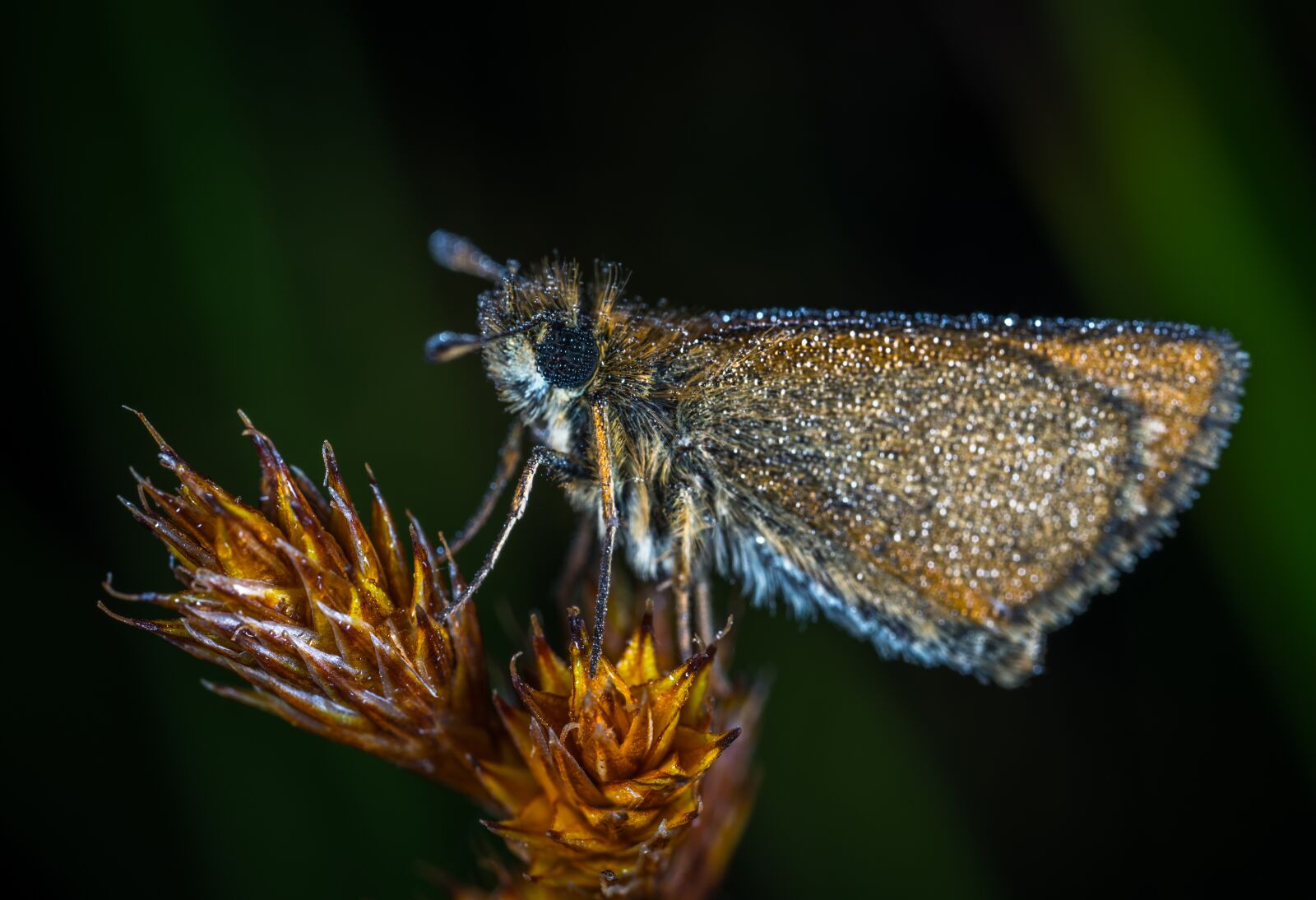 #124 65/2.8 sample photo. Insect, butterfly, nature photography