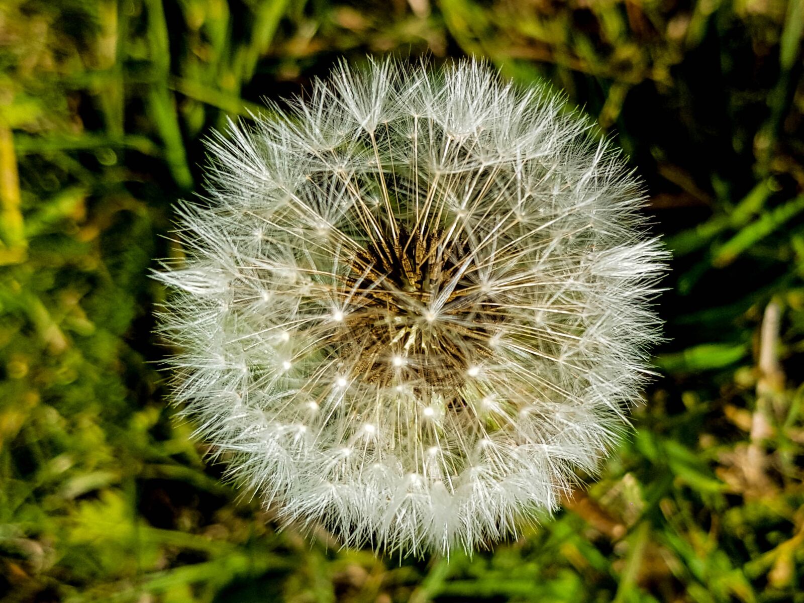 Samsung Galaxy S7 sample photo. Dandelion, flowers, nature photography