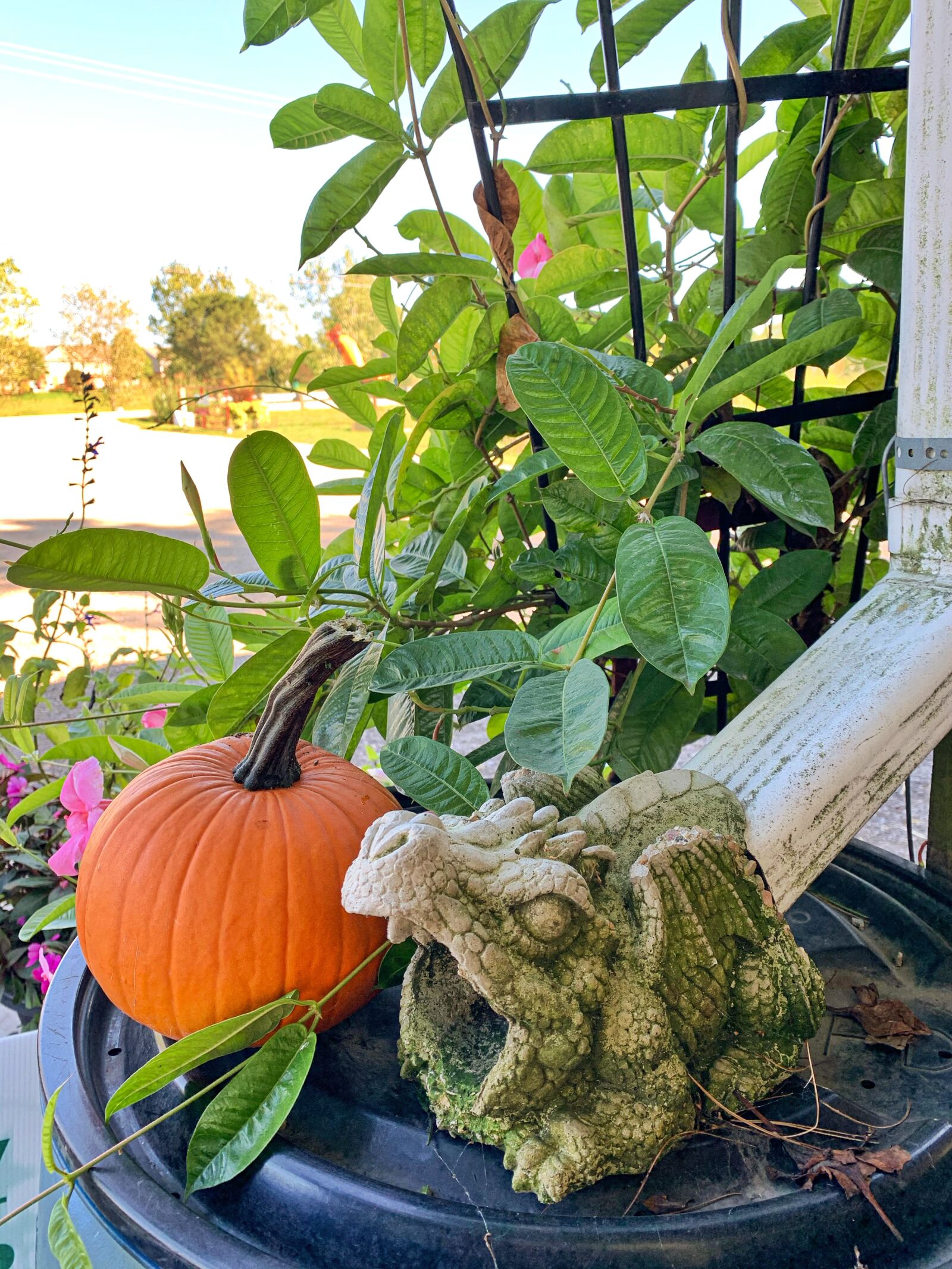 iPhone XR back camera 4.25mm f/1.8 sample photo. Pumpkin, autumn, decor photography