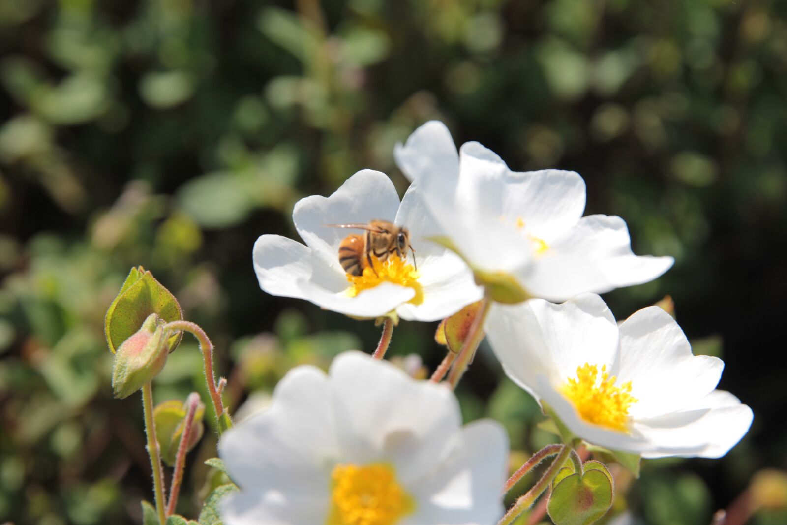 Canon EOS 550D (EOS Rebel T2i / EOS Kiss X4) sample photo. Cistus hybridus, laden, white photography