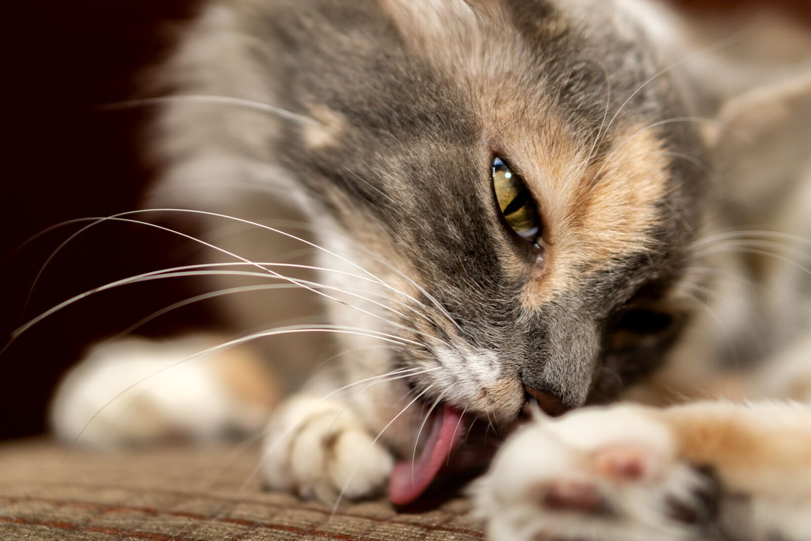 E 50mm F1.8 OSS sample photo. Cat, animal, cute photography