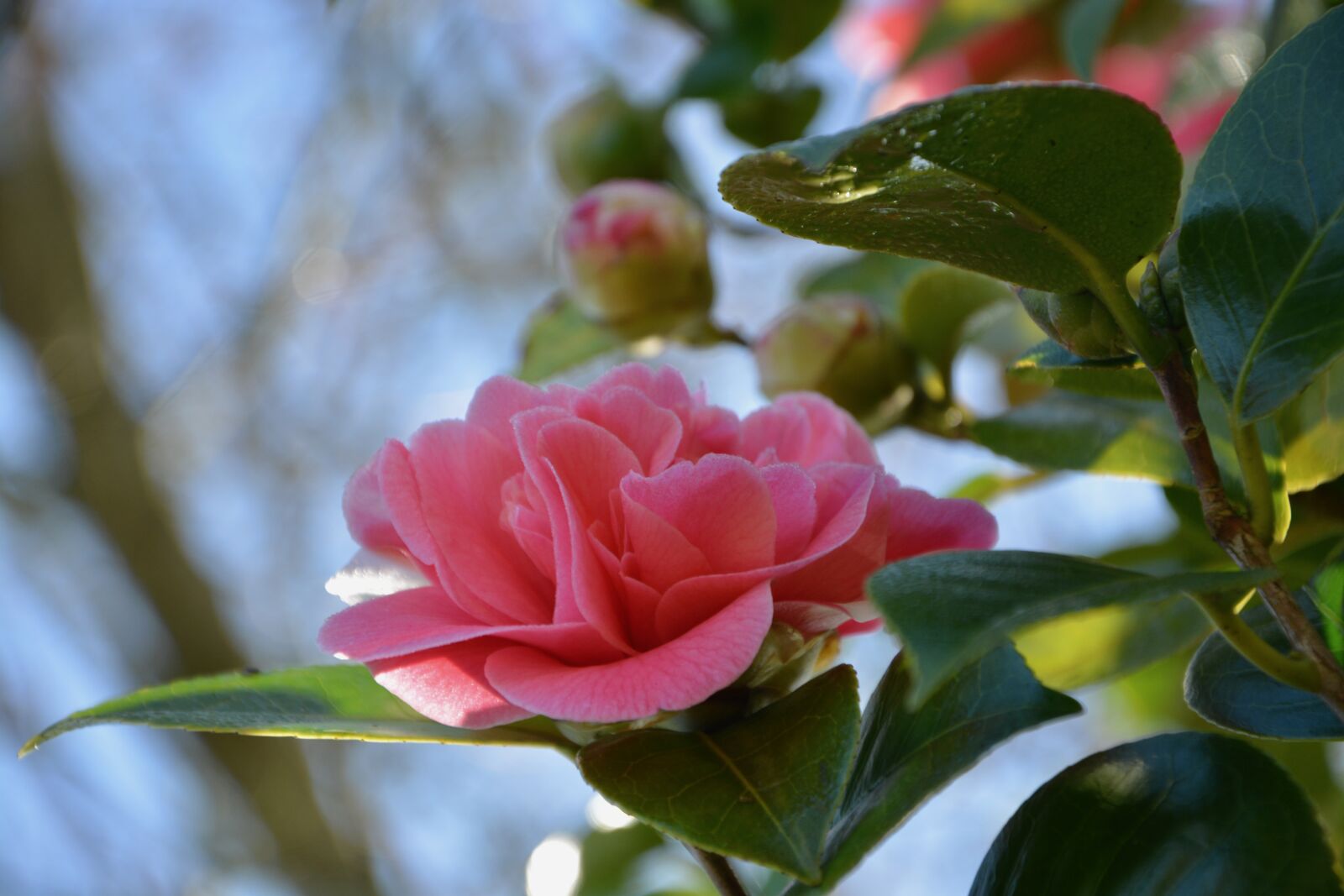 Nikon D5200 sample photo. Camelia, camellia pink flower photography