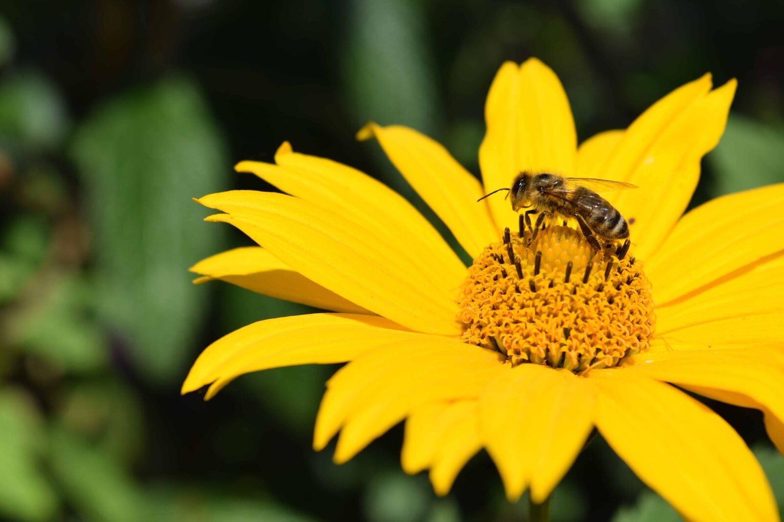 Nikon D3300 sample photo. Nature, insect, summer, wildflower photography