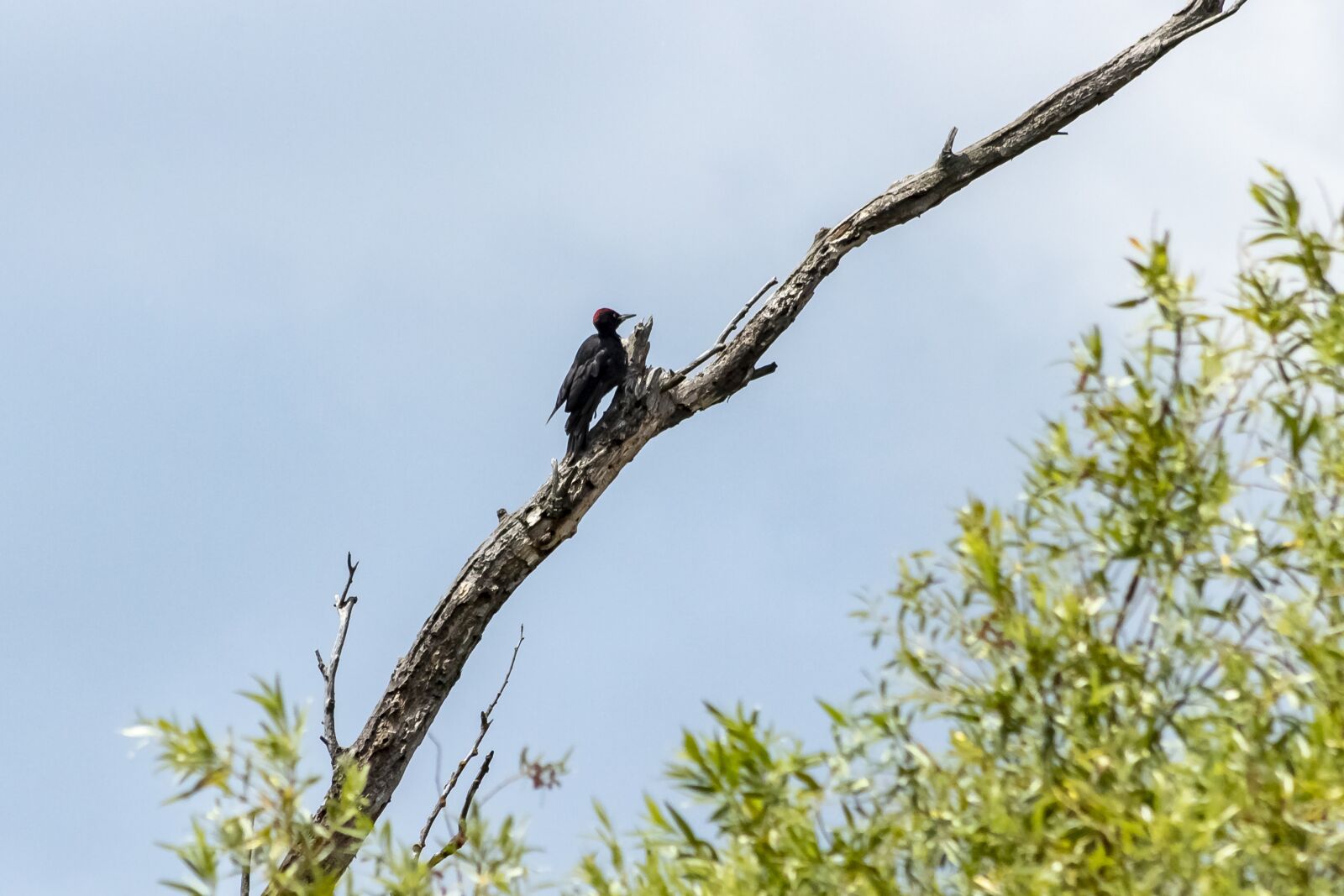 Canon EF75-300mm f/4-5.6 sample photo. Woodpecker, bird, woodpeckers photography