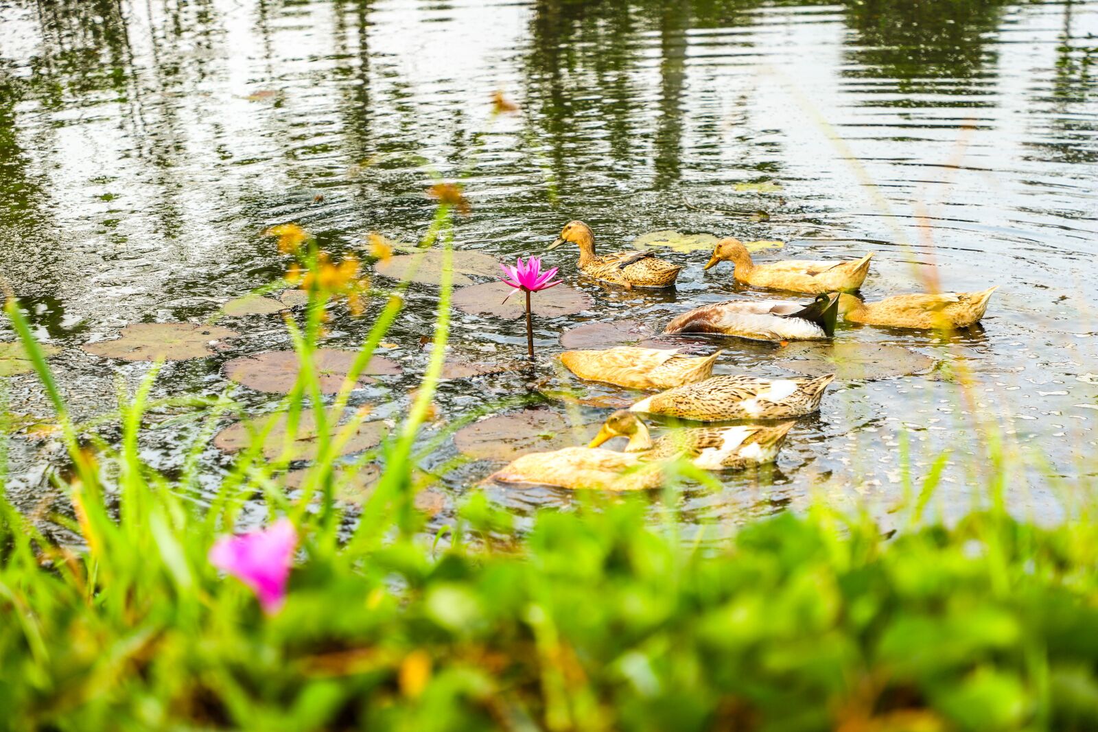 Canon EOS 6D Mark II sample photo. Nature, fog, green photography