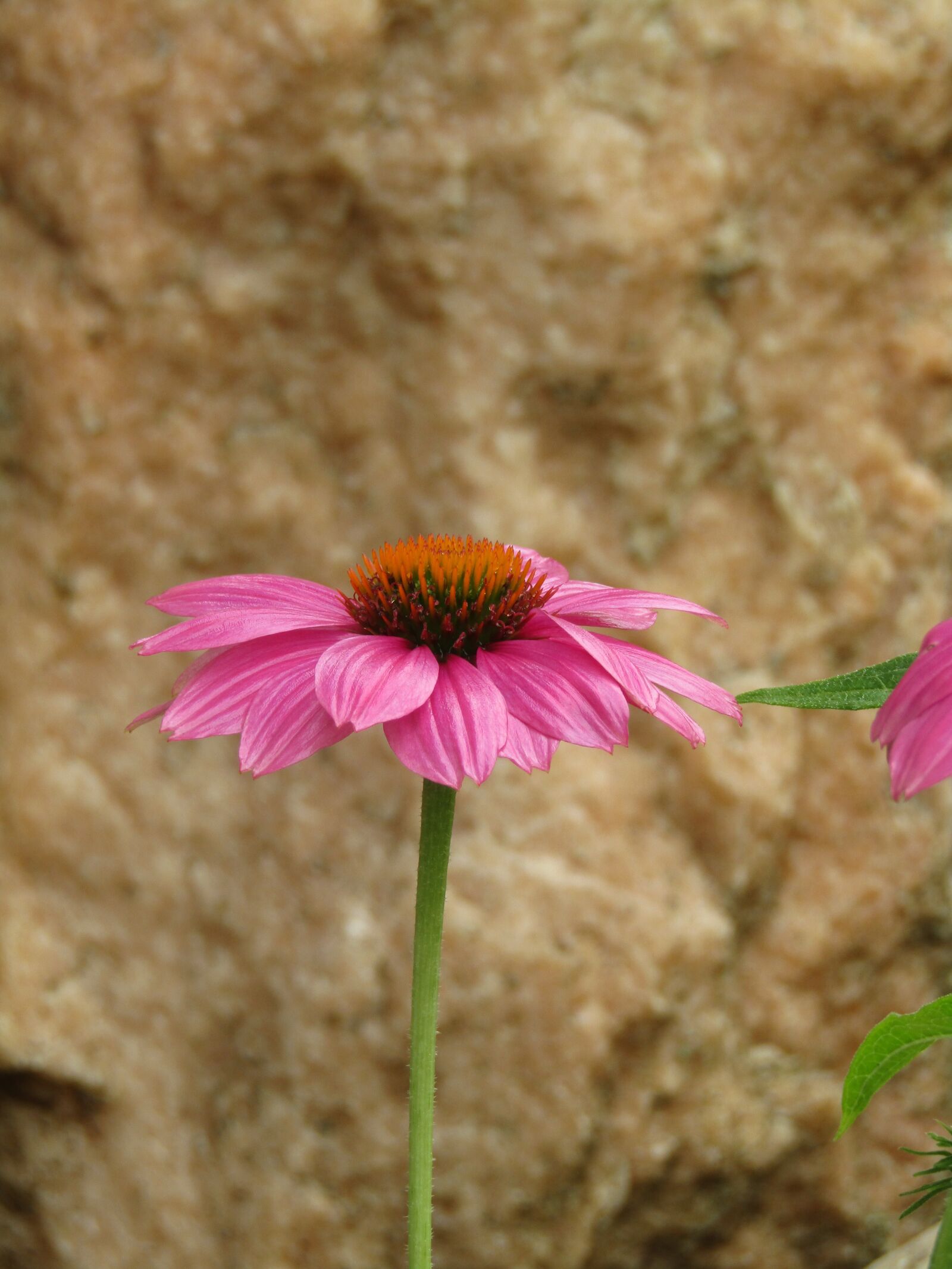 Canon POWERSHOT SX432 IS sample photo. Echinacea, coneflower, translucent sonnenhut photography