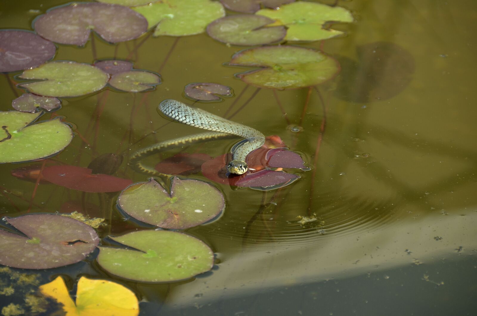 Nikon D7000 sample photo. Grass snake, snake, water photography