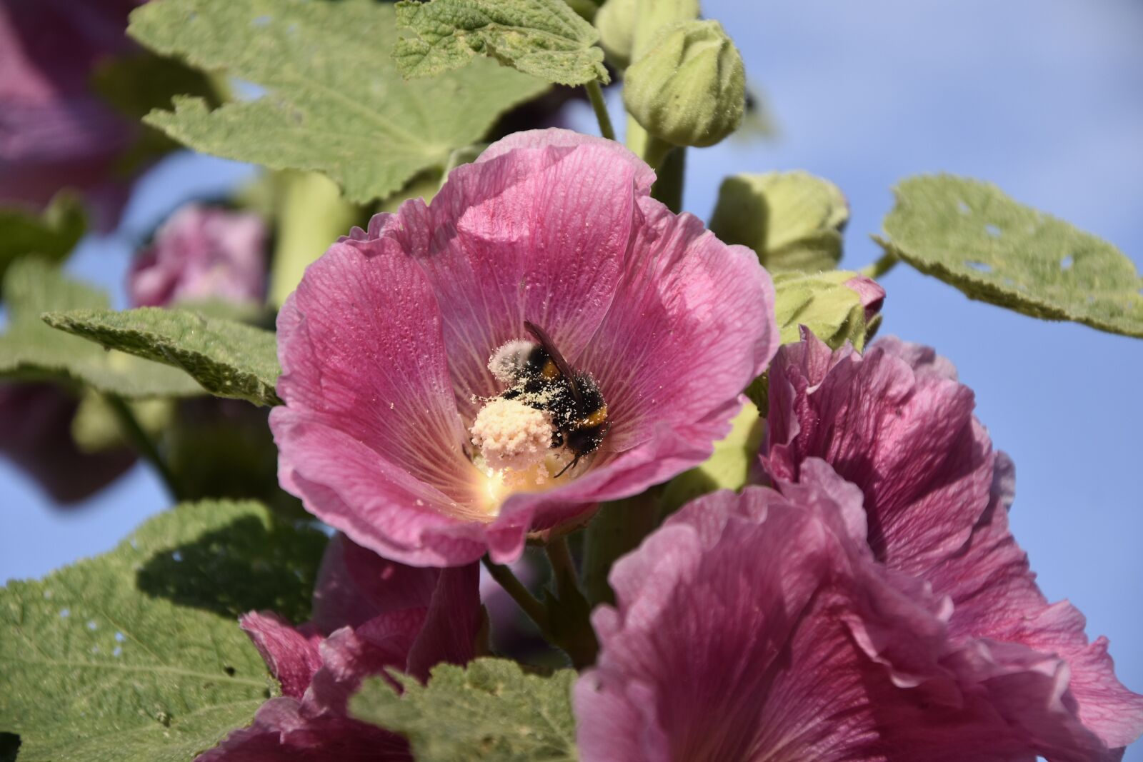Nikon D7200 sample photo. Mallow, insect, flower photography