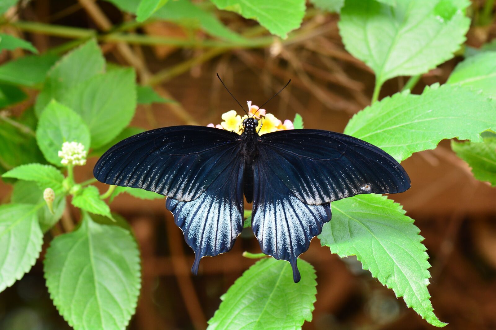 Nikon D7100 sample photo. Scarlet mormon, butterfly, wildlife photography
