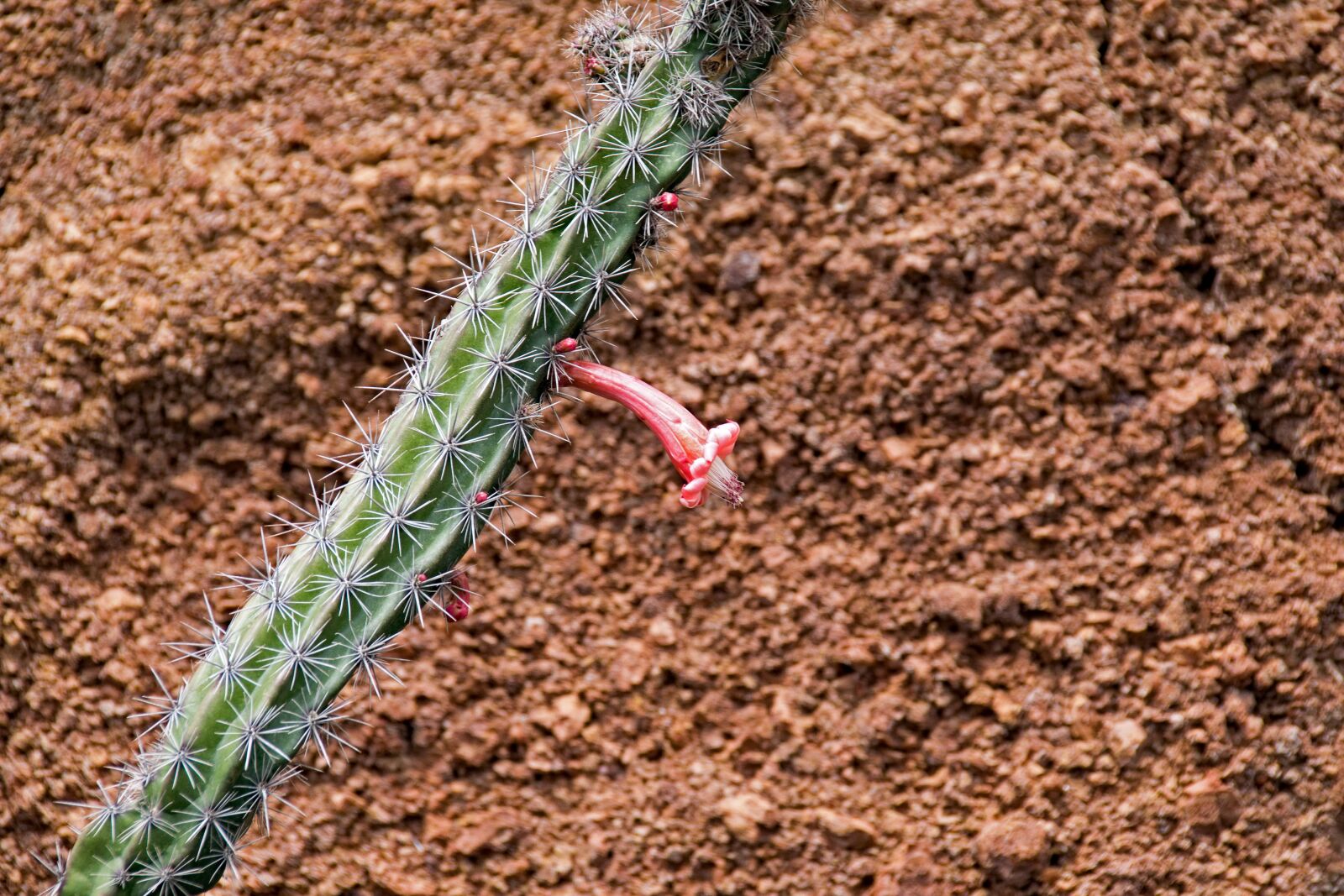 Nikon D5300 sample photo. Jardin de cactus, cactus photography