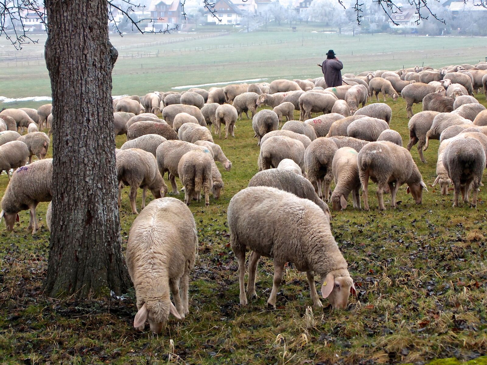 Fujifilm XF1 sample photo. Sheep, schäfer, flock photography